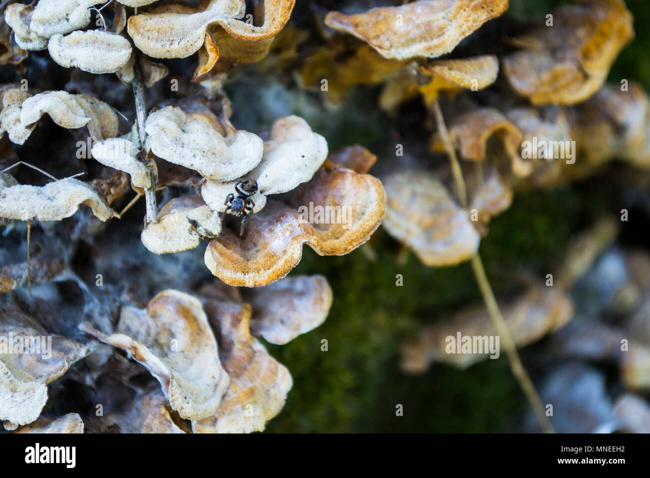 Close up ( macro ) of Cup Fungus . Tiny funnel shaped toadstool ( fungus ,  mushroom , Peziziales ) with short hairs on the body Stock Photo - Alamy