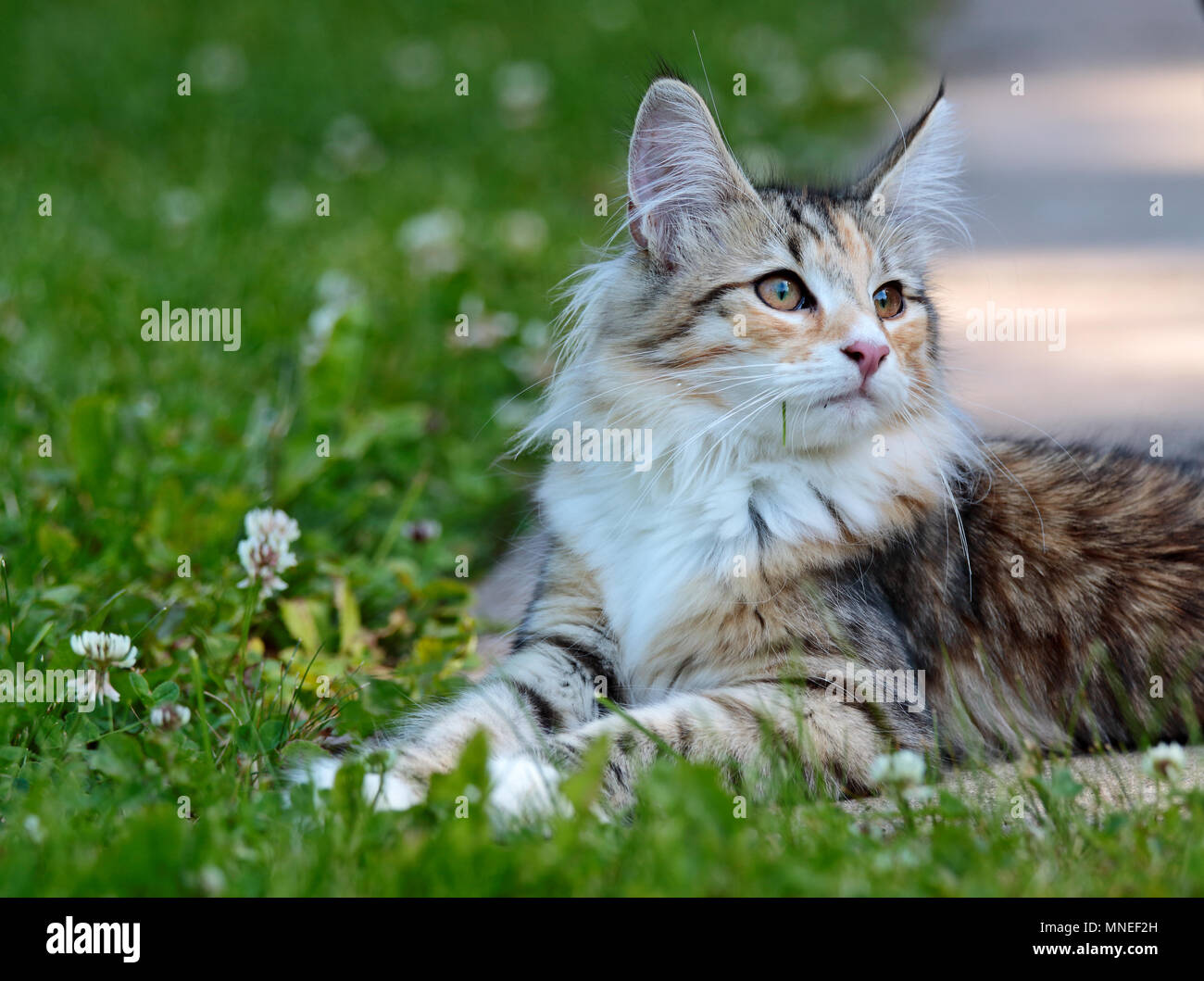 Norwegian forest cat kitten in sunny garden Stock Photo