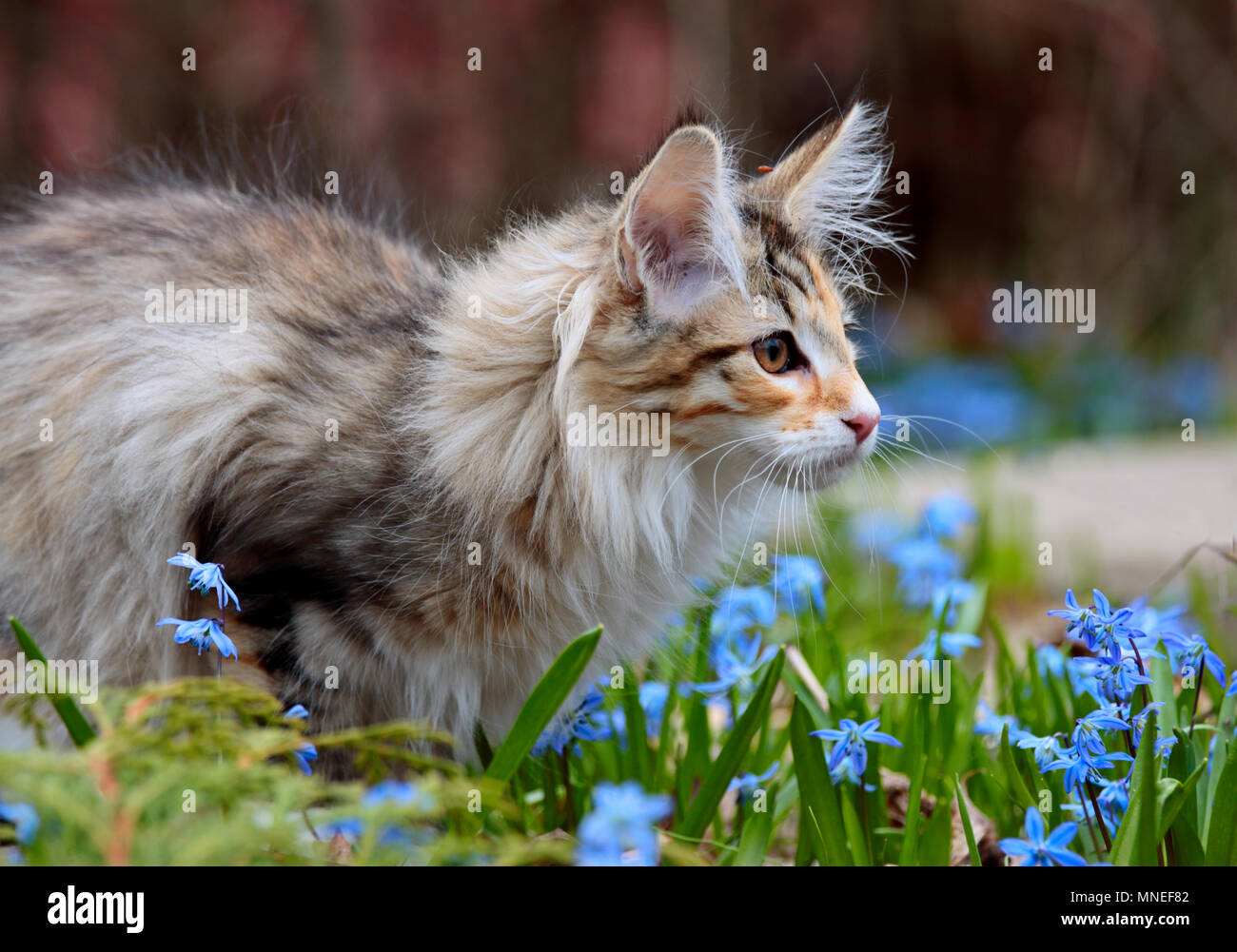 Norwegian forest cat kitten in sunny garden Stock Photo