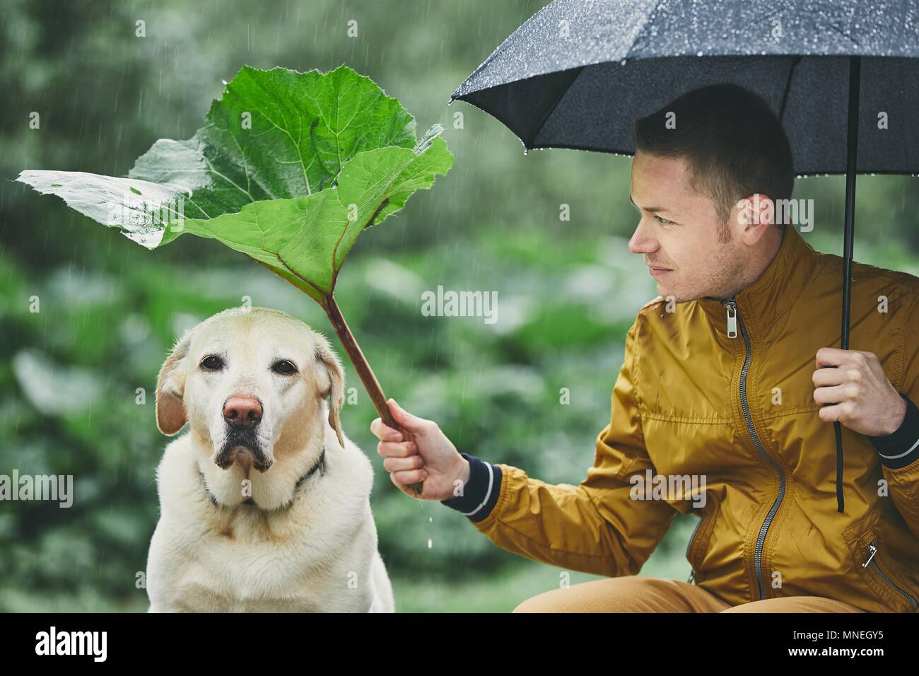 Dog umbrella hires stock photography and images Alamy