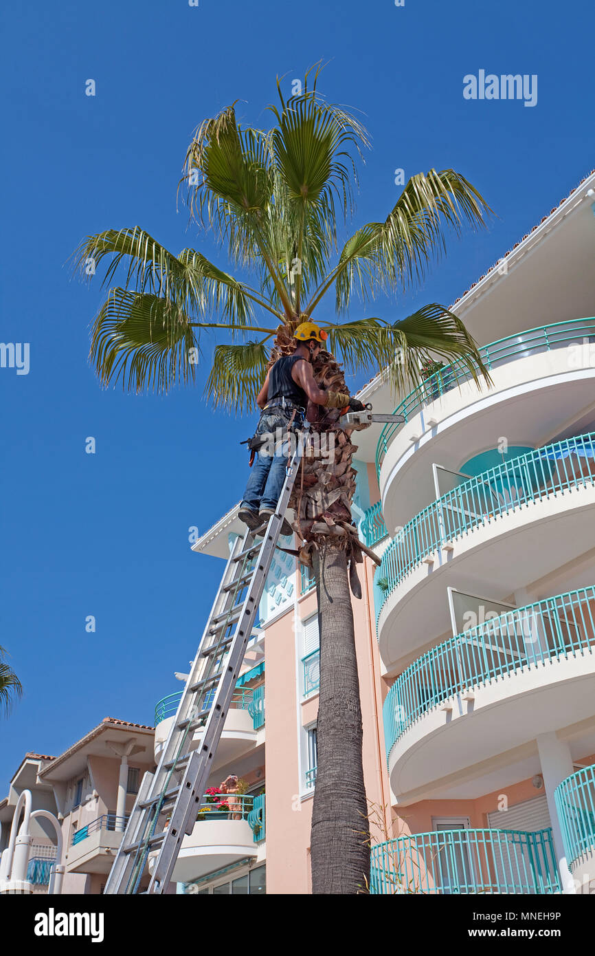 Man at work, worker cutting palm tree leafs at the Marina of Frejus, Cote d'Azur, Département Var, Provence-Alpes-Côte d’Azur, South France, France Stock Photo