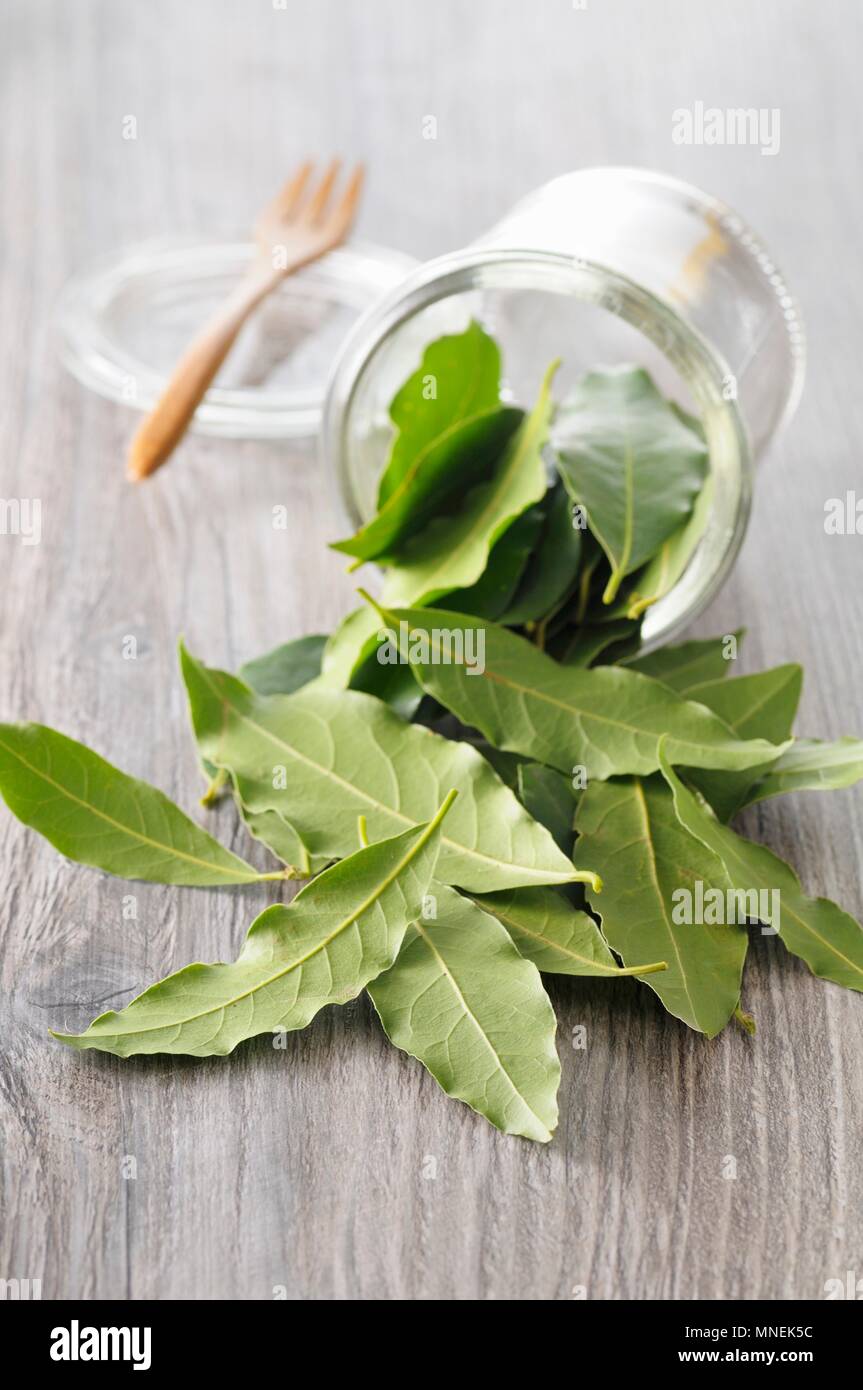 Fresh bay leaves falling from a glass Stock Photo