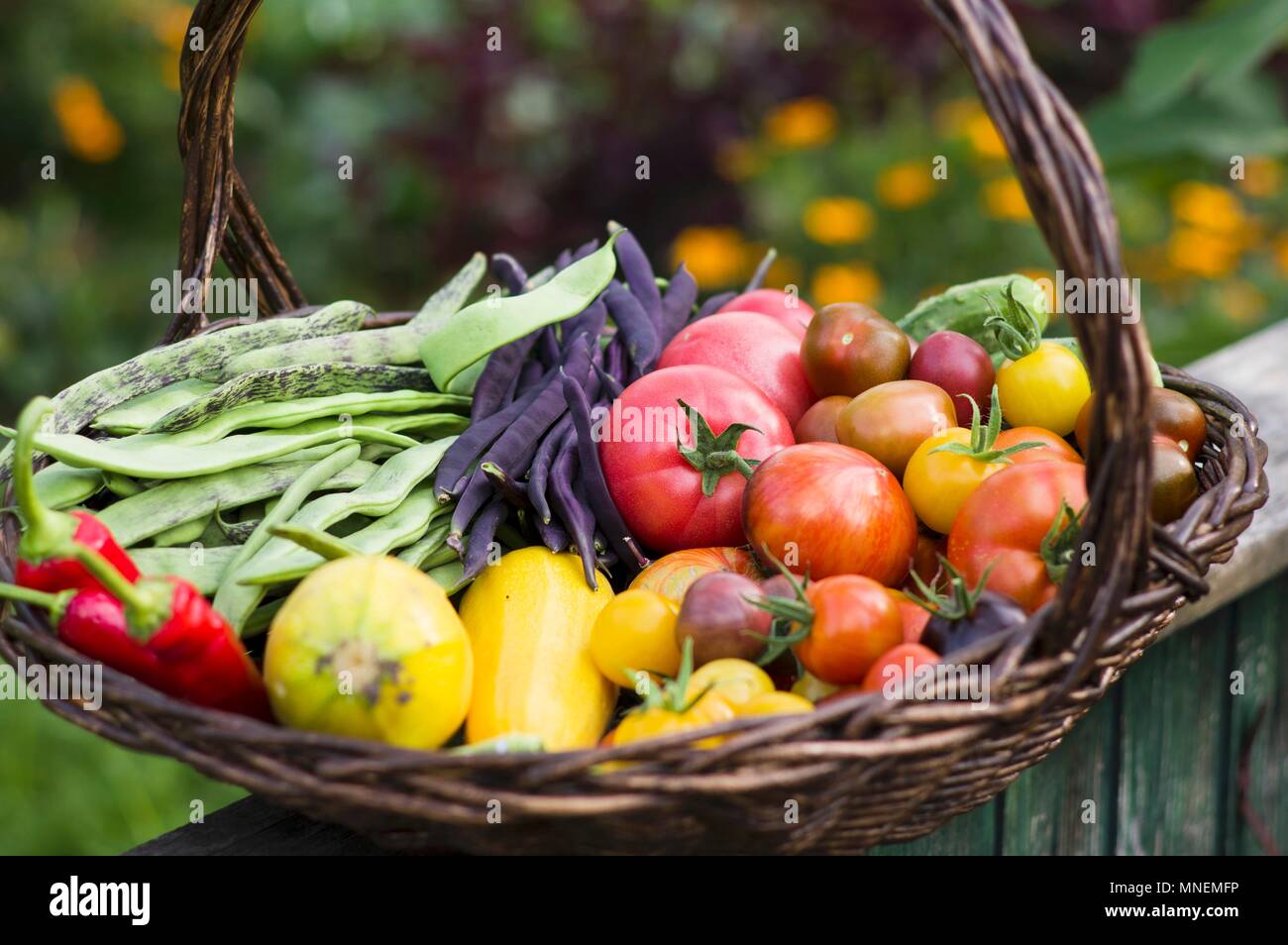 A large harvesting basket in a vegetable garden Stock Photo