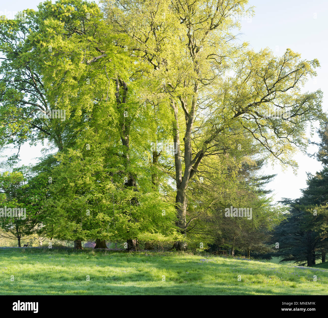 Fagus sylvatica. Spring Beech trees in Blenheim park, Woodstock, Oxfordshire, England Stock Photo