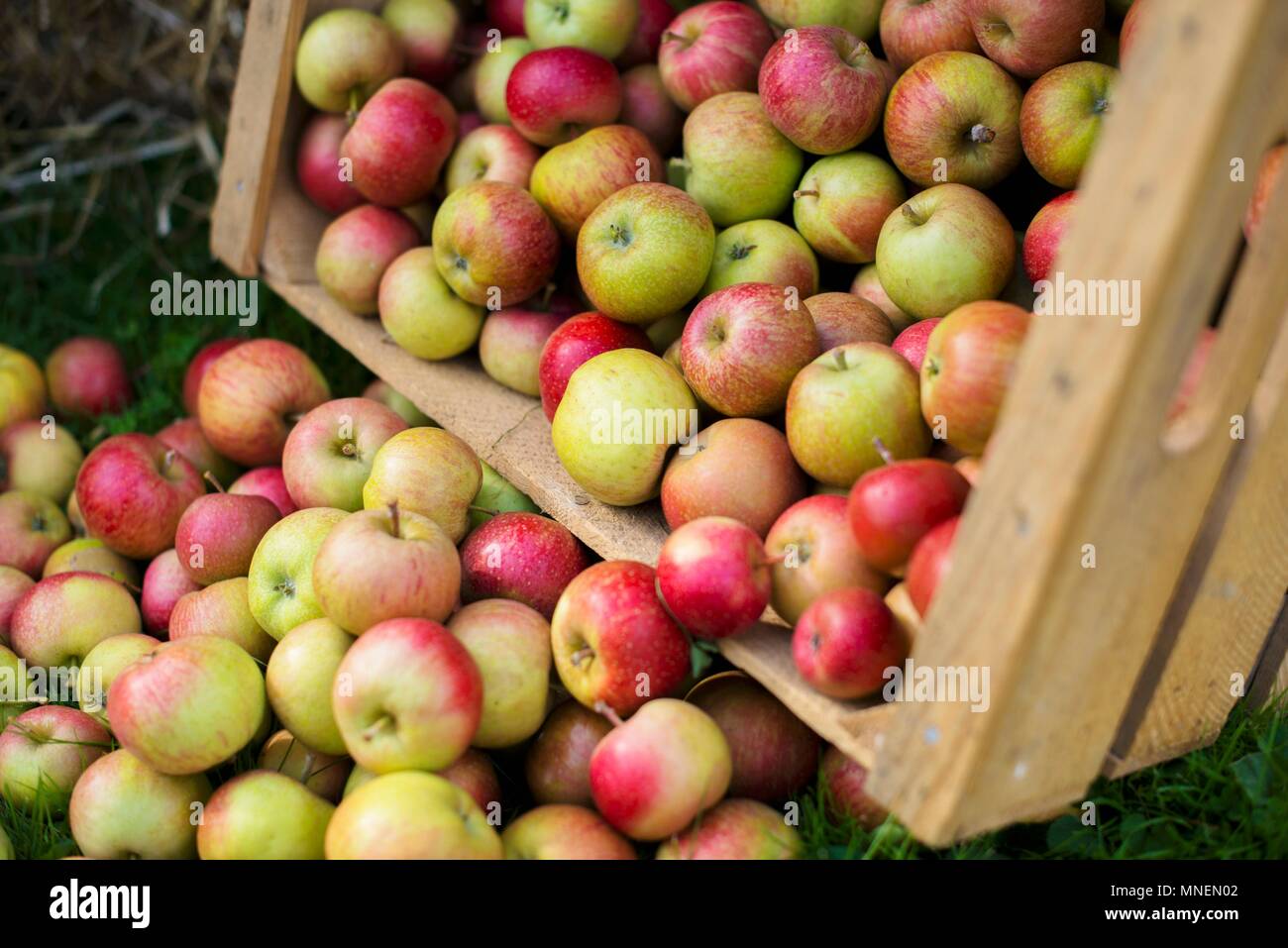 Freshly harvested apples falling out of a wooden crate Stock Photo