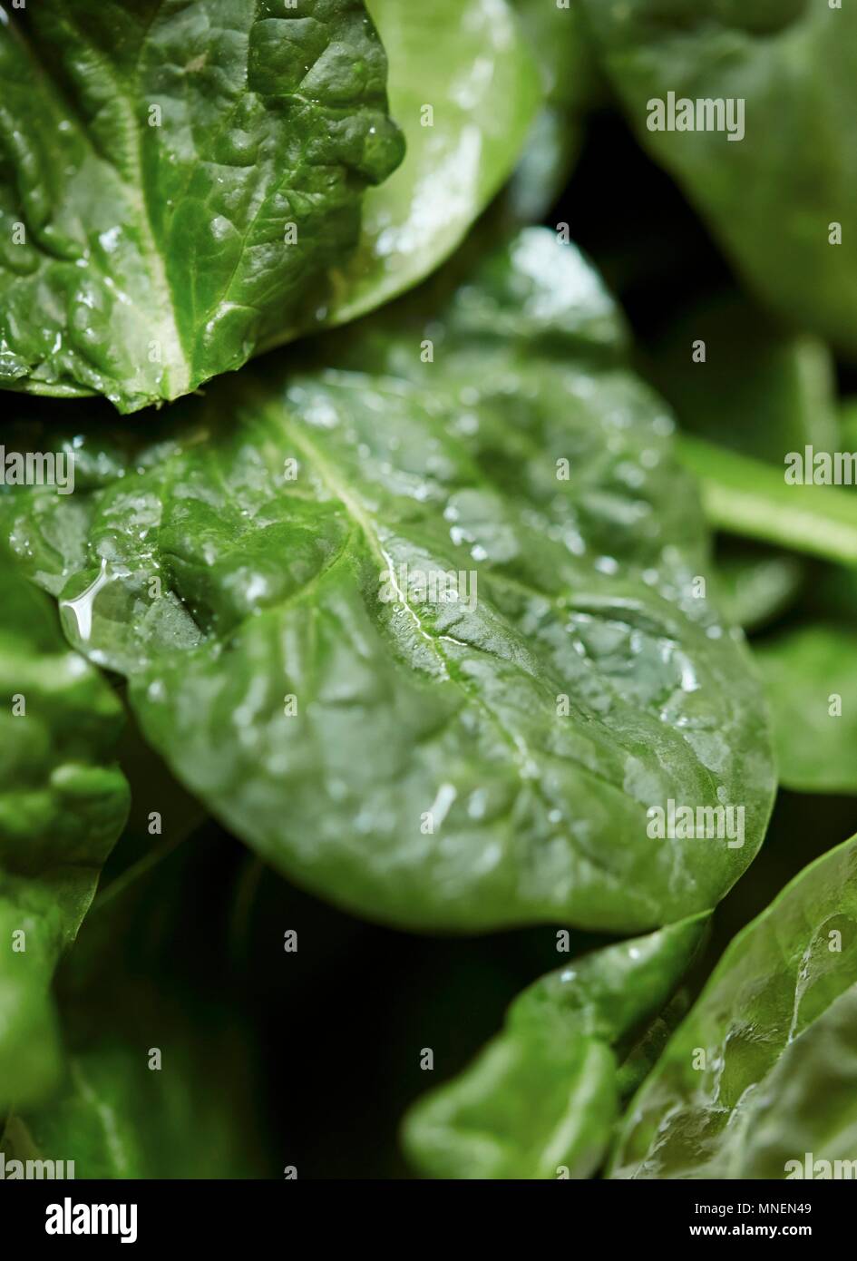 Spinach leaves close up hi-res stock photography and images - Alamy