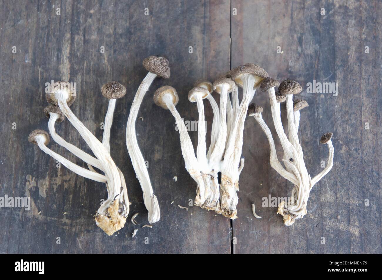 Dried enoki mushrooms (Japan Stock Photo Alamy