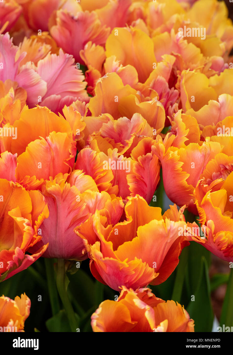 Tulipa. Tulip ‘Amazing Parrot' flowers. UK. Parrot Tulip flowers Stock Photo