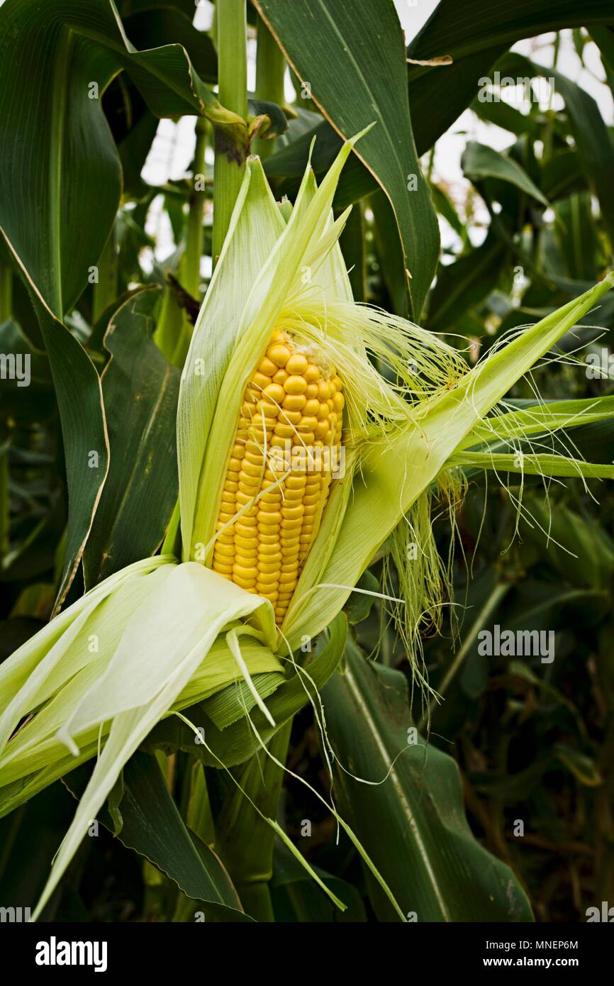 A fresh corn cob in a field Stock Photo Alamy