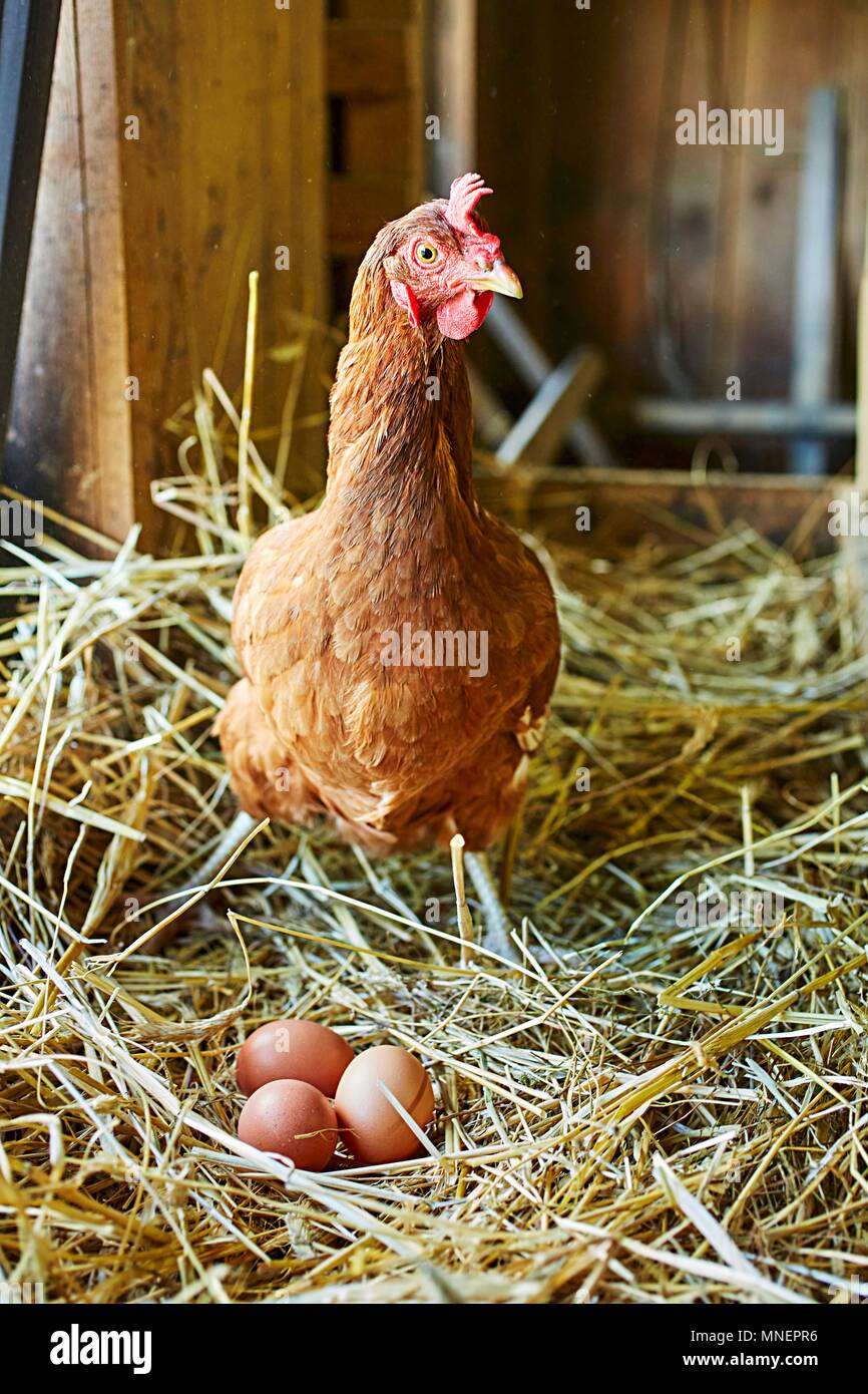 Chicken Laying Egg