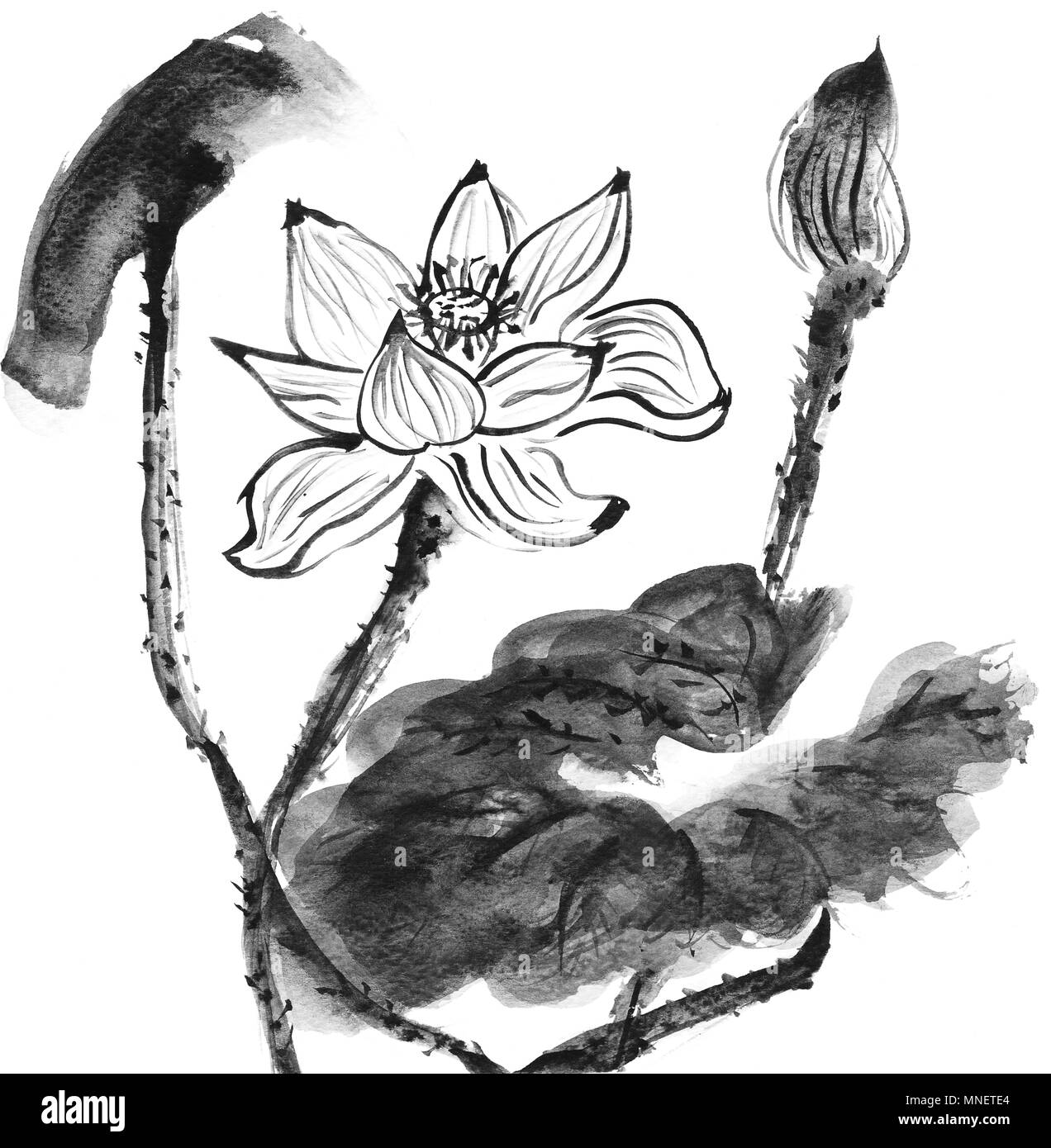 Black and white watercolor lotus flower background Stock Photo Alamy