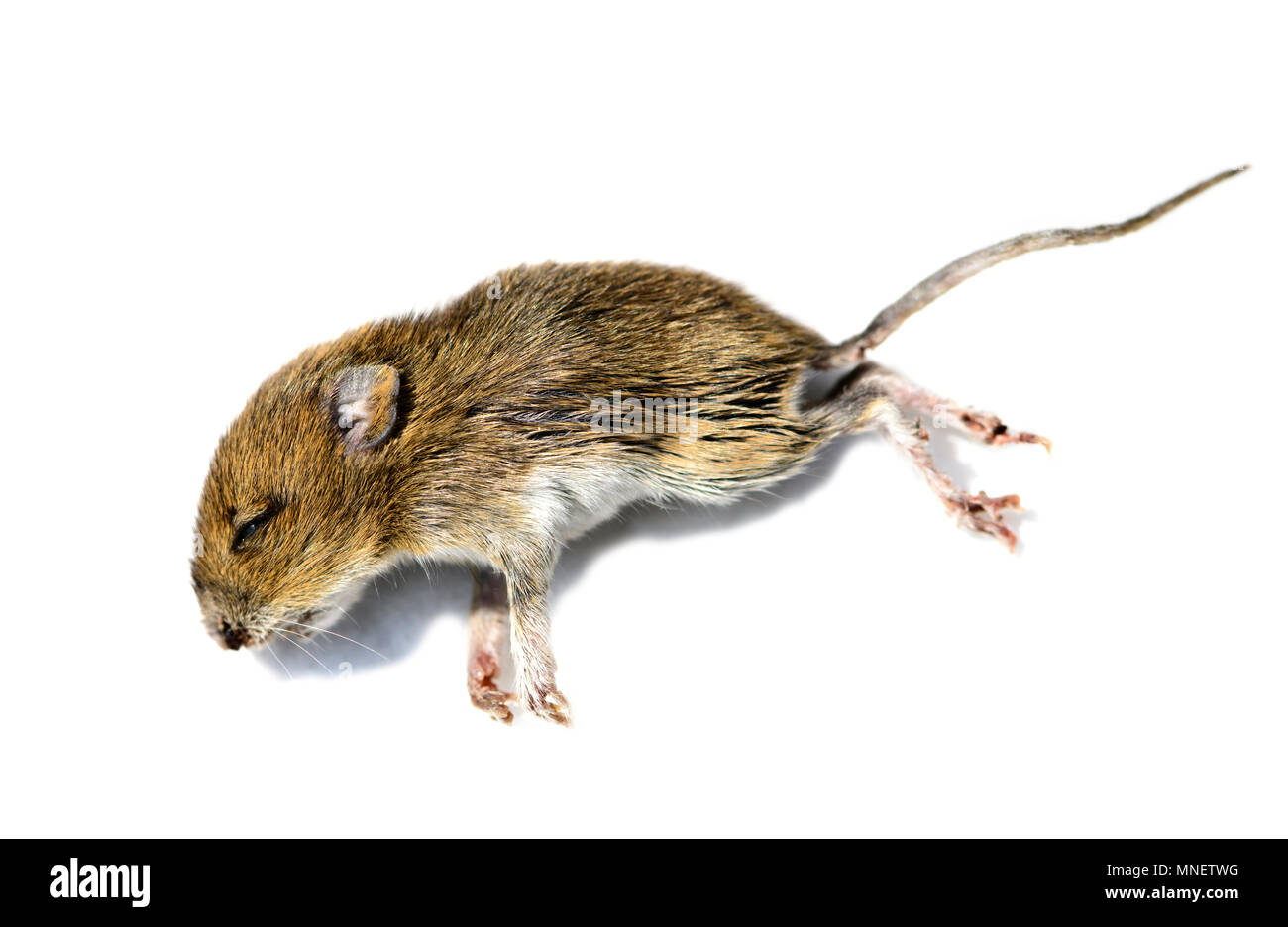 A dead field mouse, Apodemus sylvaticus Stock Photo