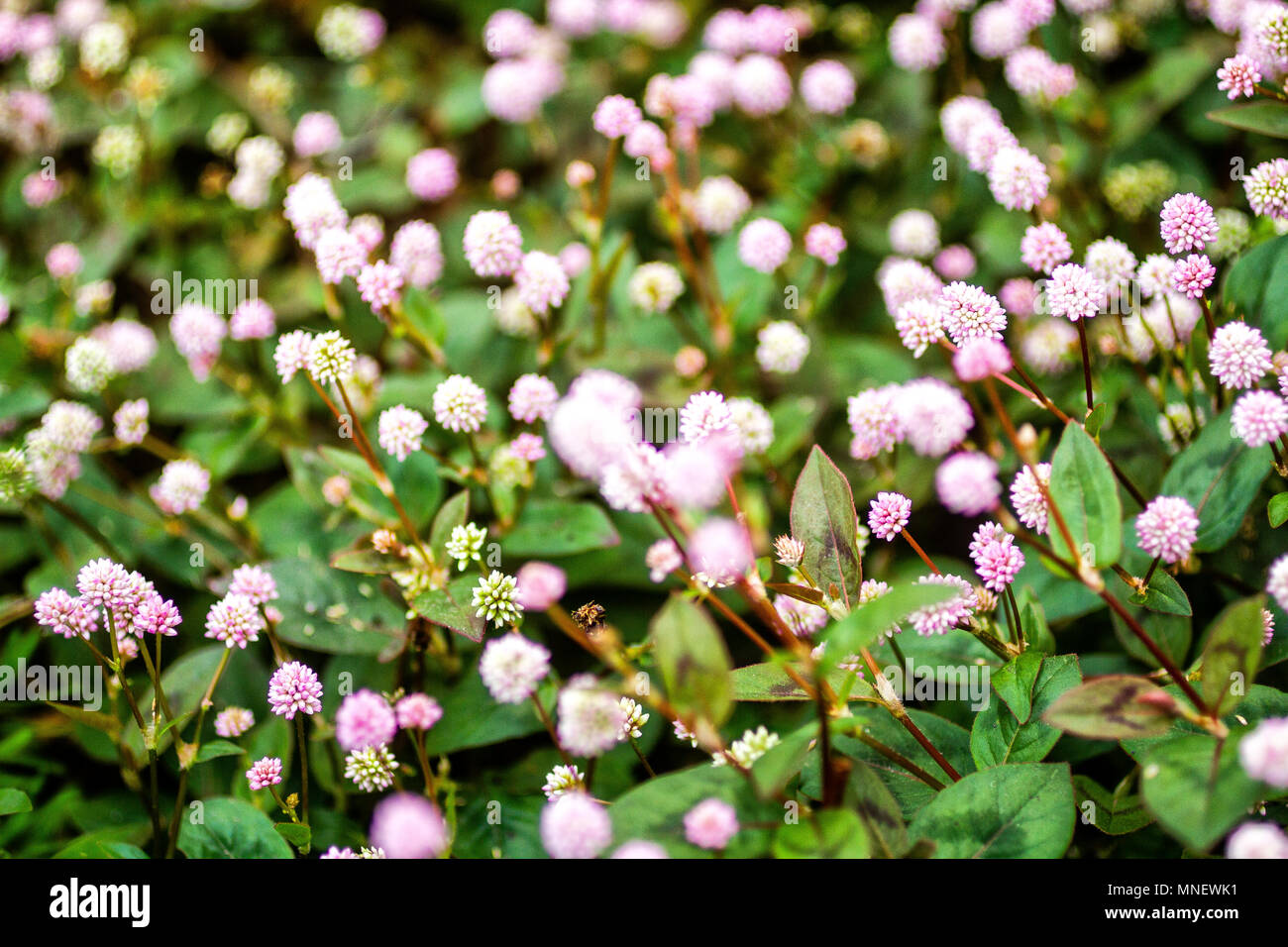 Pink knotweed (Persicaria capitata). Florianopolis, Santa Catarina, Brazil. Stock Photo