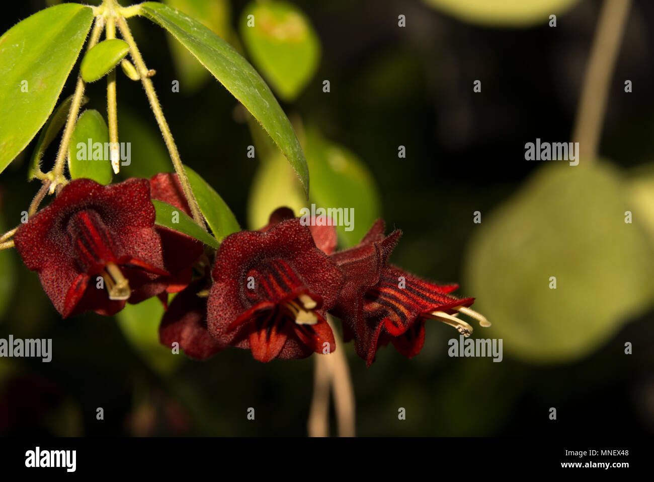 Lipstick plant (Aeschynanthus lobbianus) Stock Photo