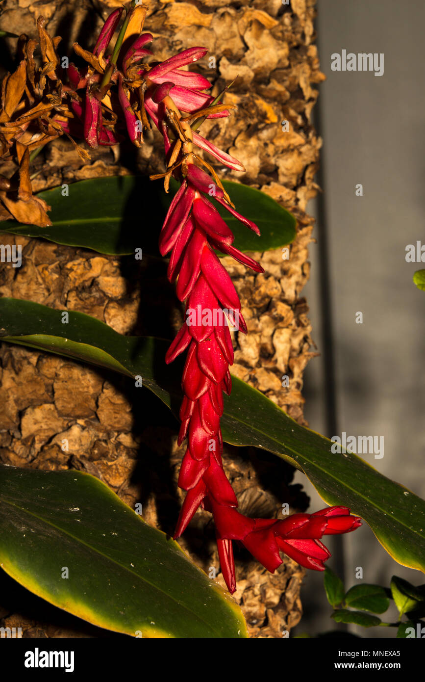 Alpinia atropurpurea Stock Photo