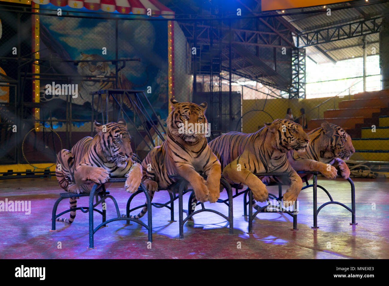 Siracha Zoo Chonburi Thailand Sep 2017 Tiger Laying Down Waiting For A Show Stock Photo Alamy