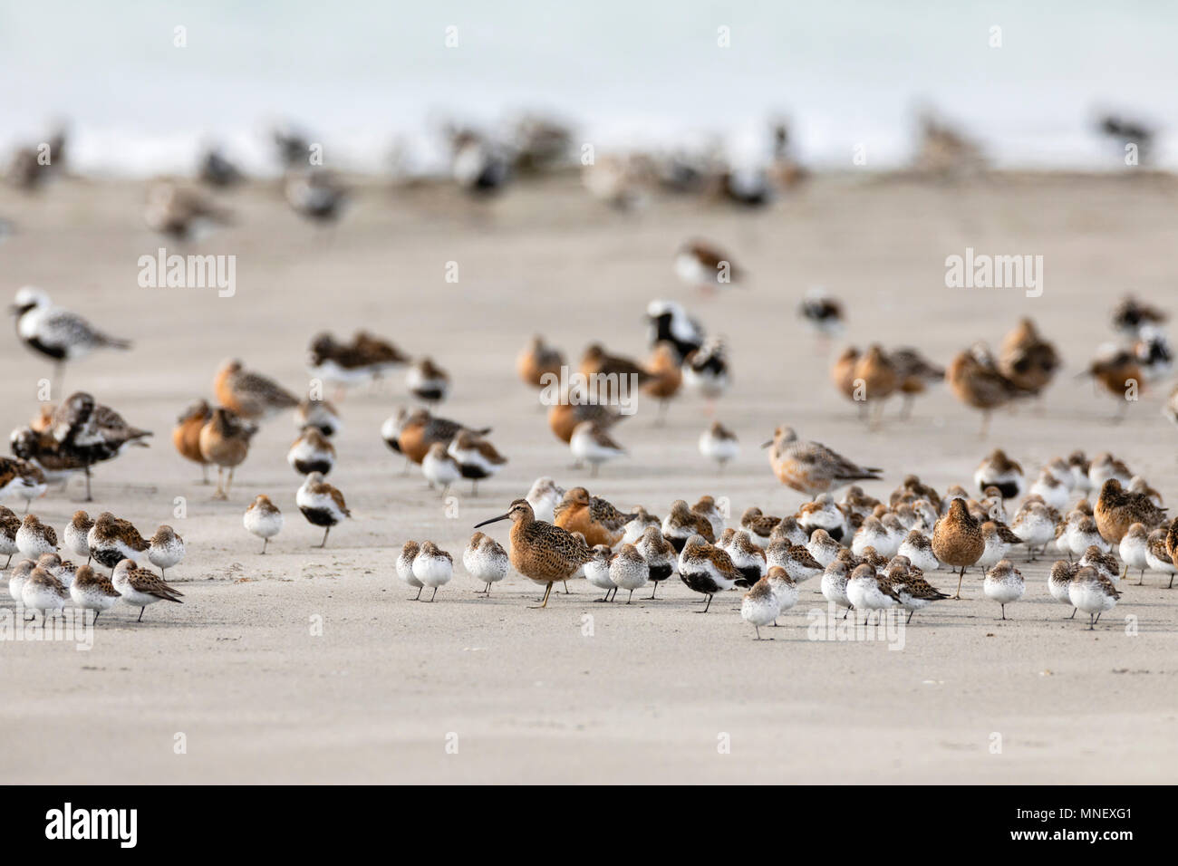 Short-billed Dowitchers, Western Sandpipers, Dunlins, Ruddy Turnstones, Red Knots, and Black-bellied Plovers rest on Egg Island in Alaska. Stock Photo