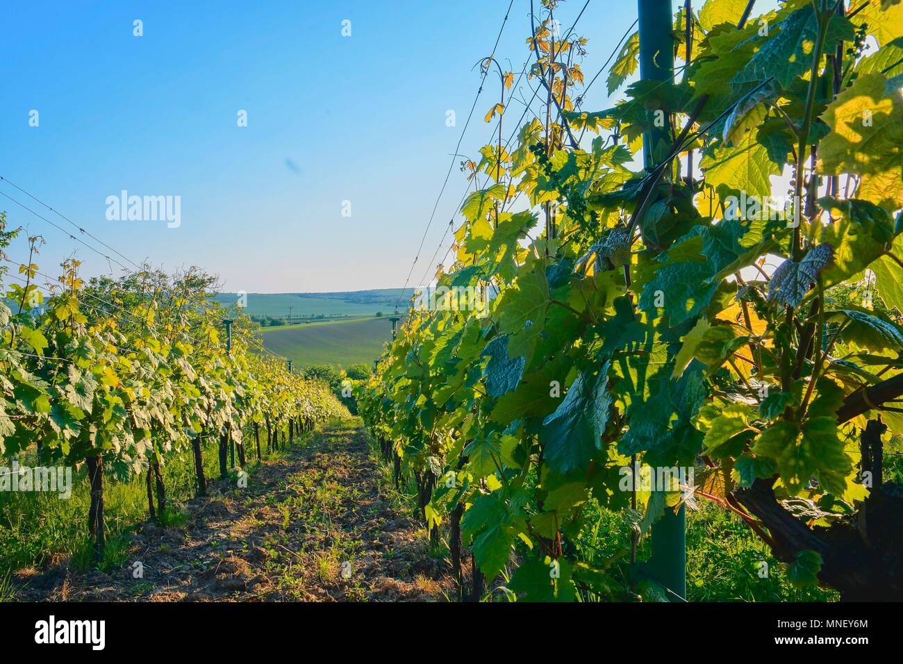Wineyard at spring.  Sun flare. Vineyard landscape. Vineyard rows at South Moravia, Czech Republic Stock Photo