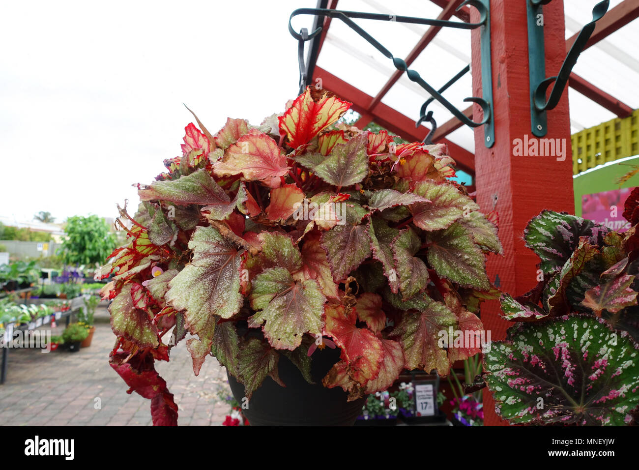 Begonia Rex growing in hanging basket Stock Photo