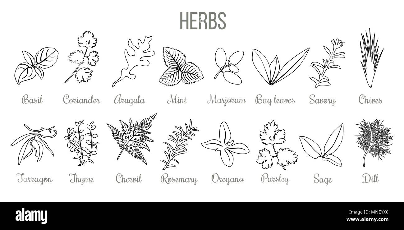 Set of popular culinary herbs. realistic style. icon outline sketch Basil, coriander, mint, rosemary, basil, sage, thyme, parsley silhouette Stock Vector