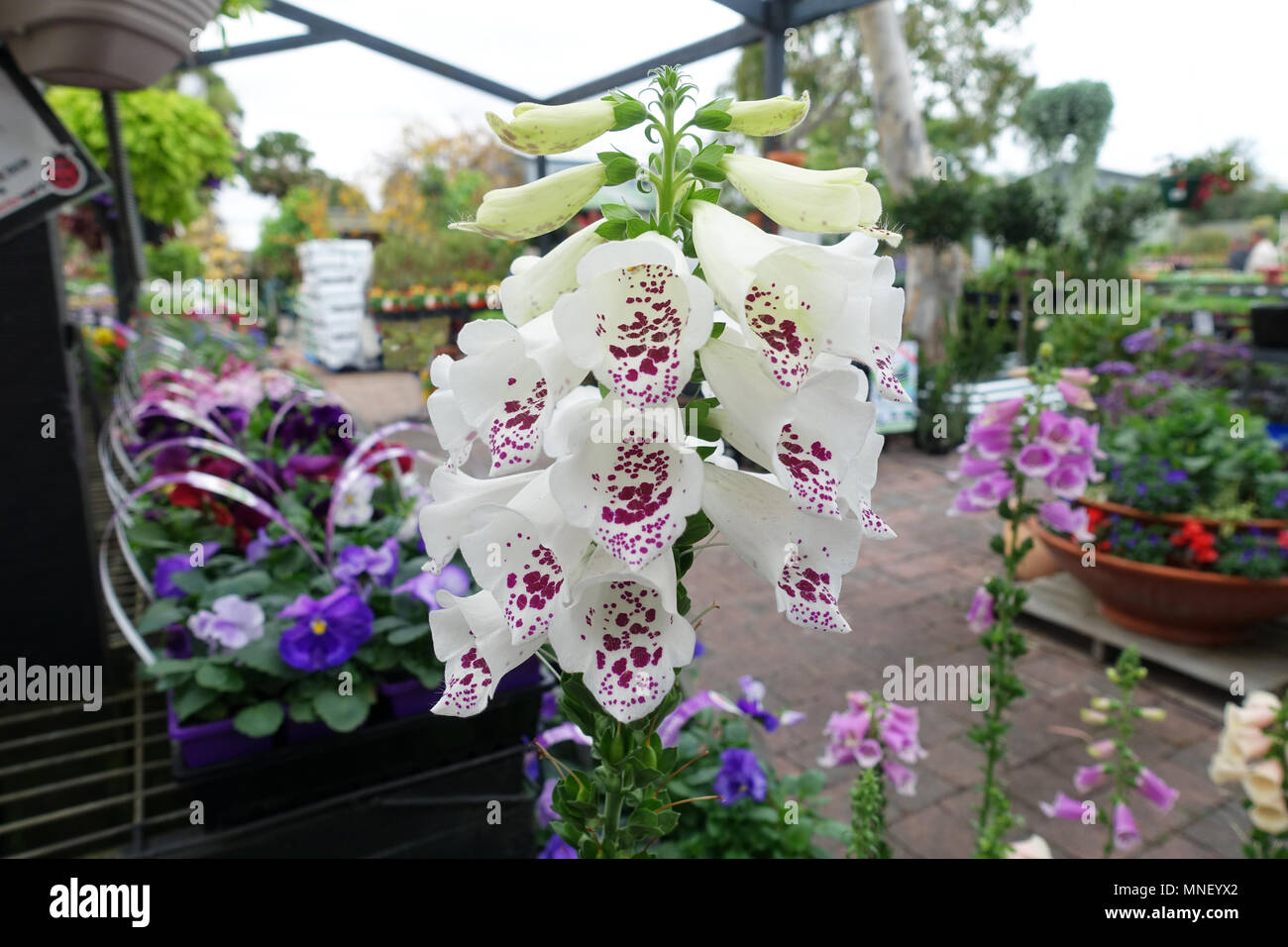 Digitalis alba, Digitalis Dalmatian White or known as White Foxglove flowers Stock Photo