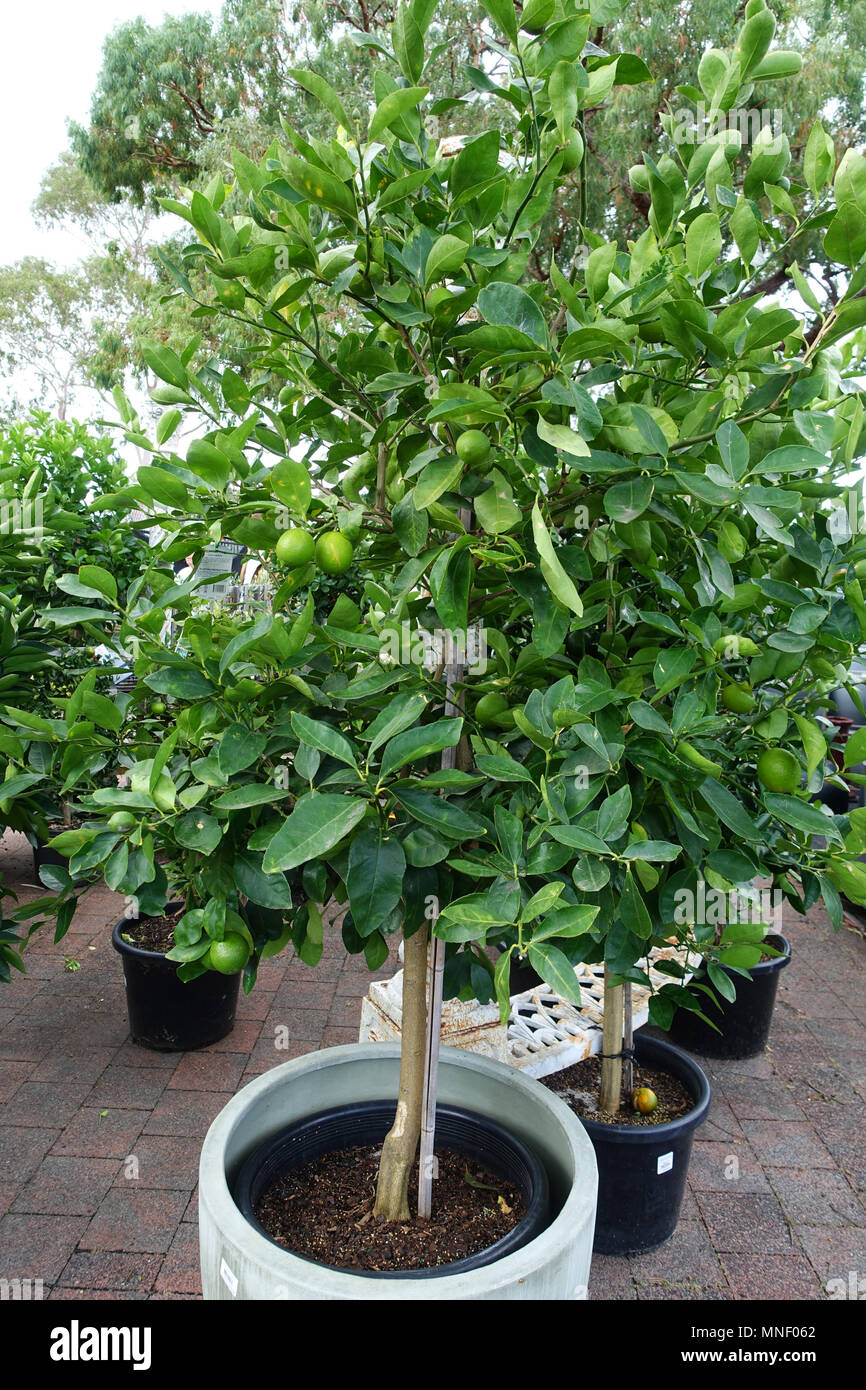 Citrus tree growing in a pot Stock Photo