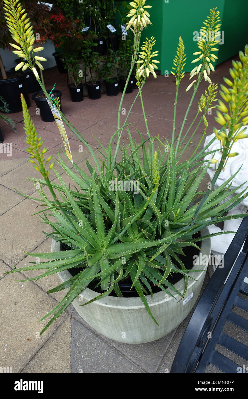 Bush Baby Yellow Aloe hybrid Aloe vera Stock Photo Alamy
