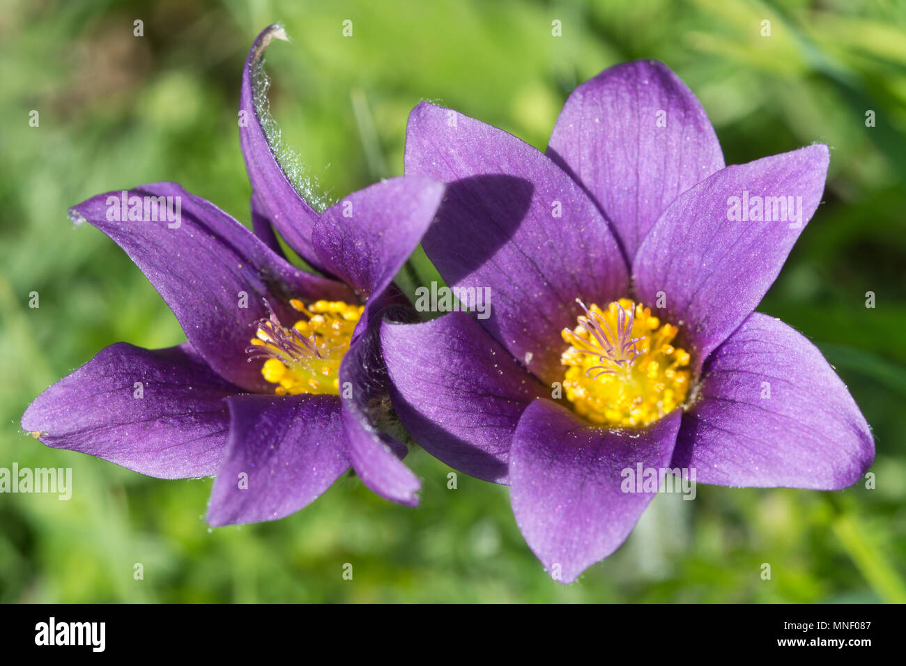 Pasqueflowers (Pulsatilla vulgaris), a vulnerable priority species, on chalk downland at Hartslock Nature Reserve in South Oxfordshire, UK Stock Photo