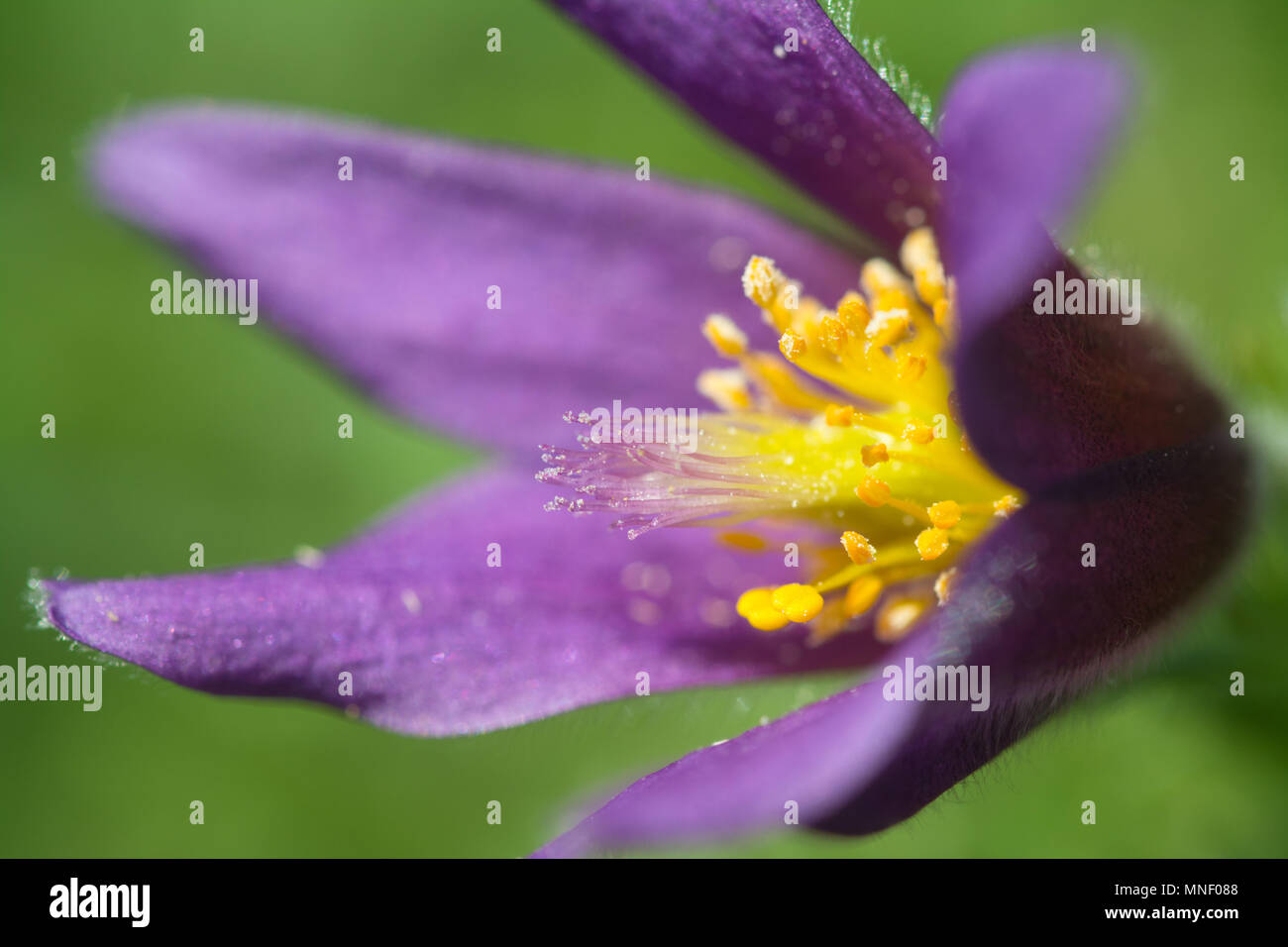 Pasqueflower (Pulsatilla vulgaris), a vulnerable priority species, on chalk downland at Hartslock Nature Reserve in South Oxfordshire, UK Stock Photo