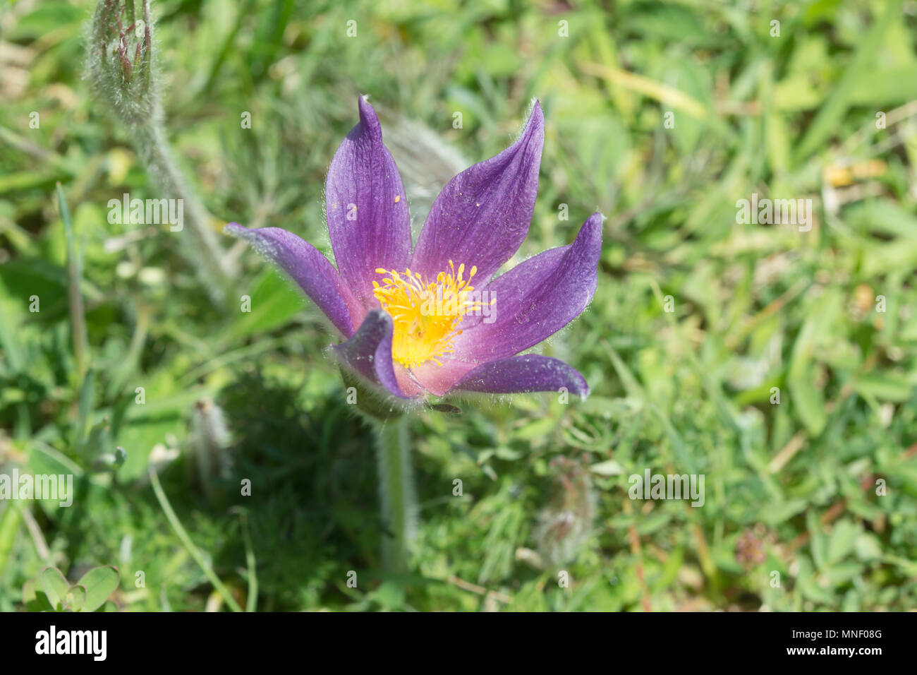 Pasqueflower (Pulsatilla vulgaris), a vulnerable priority species, on chalk downland at Hartslock Nature Reserve in South Oxfordshire, UK Stock Photo