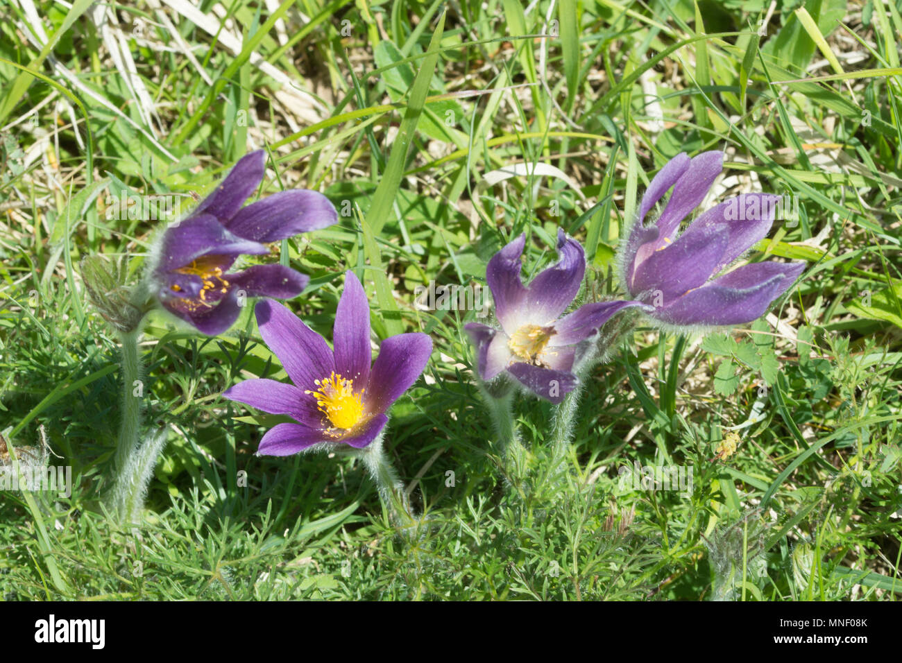 Pasqueflowers (Pulsatilla vulgaris), a vulnerable priority species, on chalk downland at Hartslock Nature Reserve in South Oxfordshire, UK Stock Photo