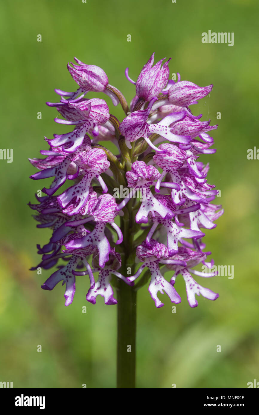 Hybrid orchid (monkey x lady orchid) (Orchis purpurea x simia) at Hartslock Nature Reserve, Goring on Thames, South Oxfordshire, UK Stock Photo