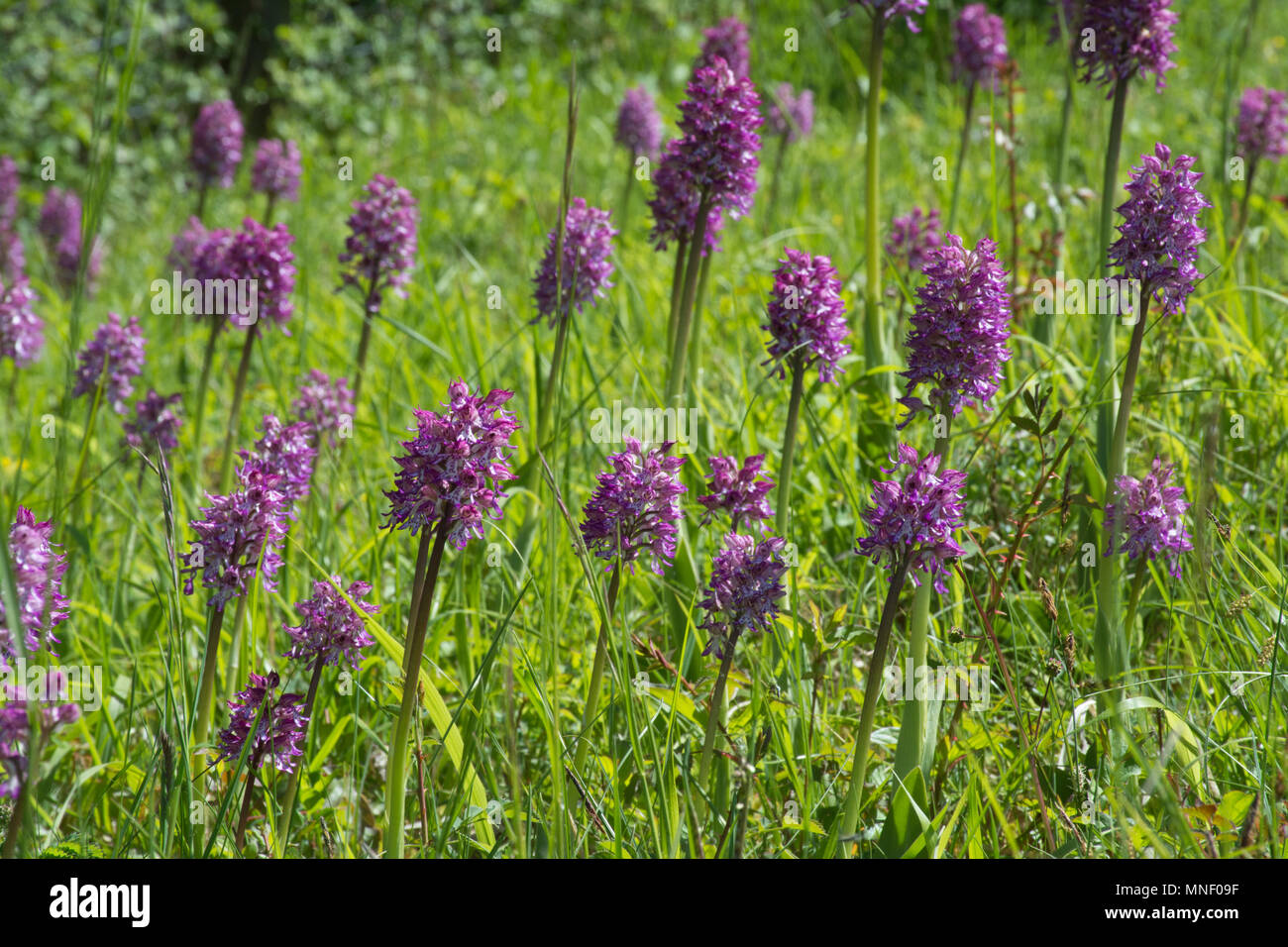 Group of hybrid orchids (monkey x lady orchid) (Orchis purpurea x simia) at Hartslock Nature Reserve, Goring on Thames, South Oxfordshire, UK Stock Photo