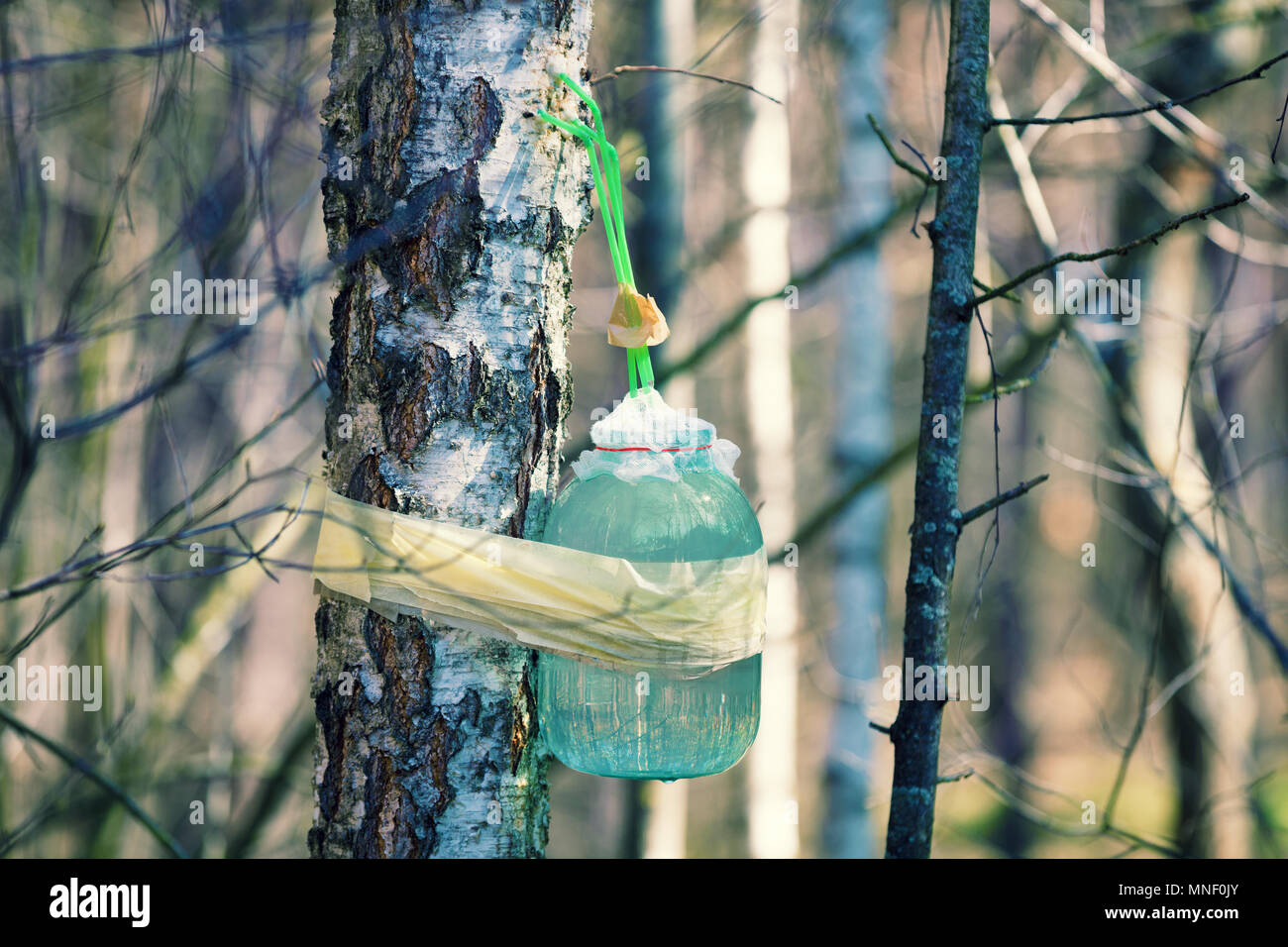 Production of birch sap in glass jar in the forest. Springtime Stock Photo
