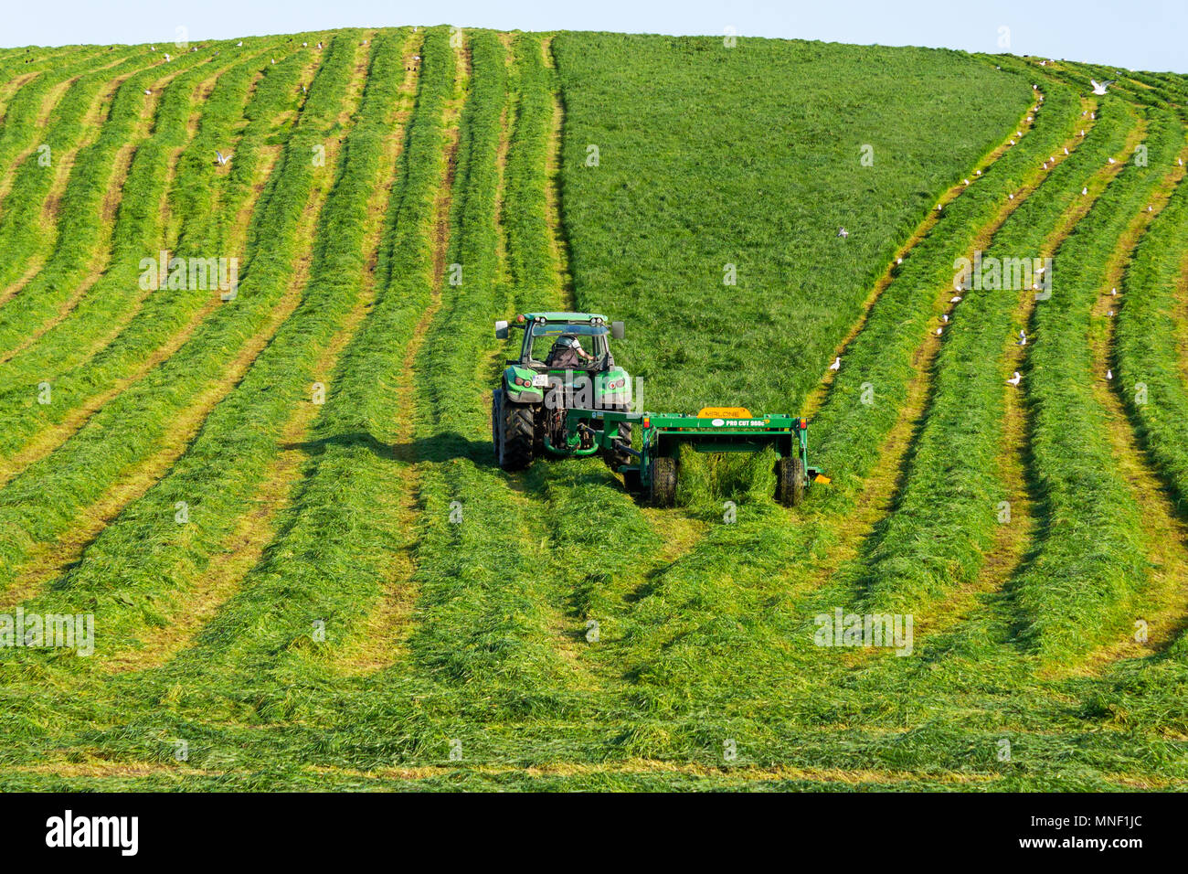 field of freshly cut silage ready to be baled on a farm in Ireland Stock Photo