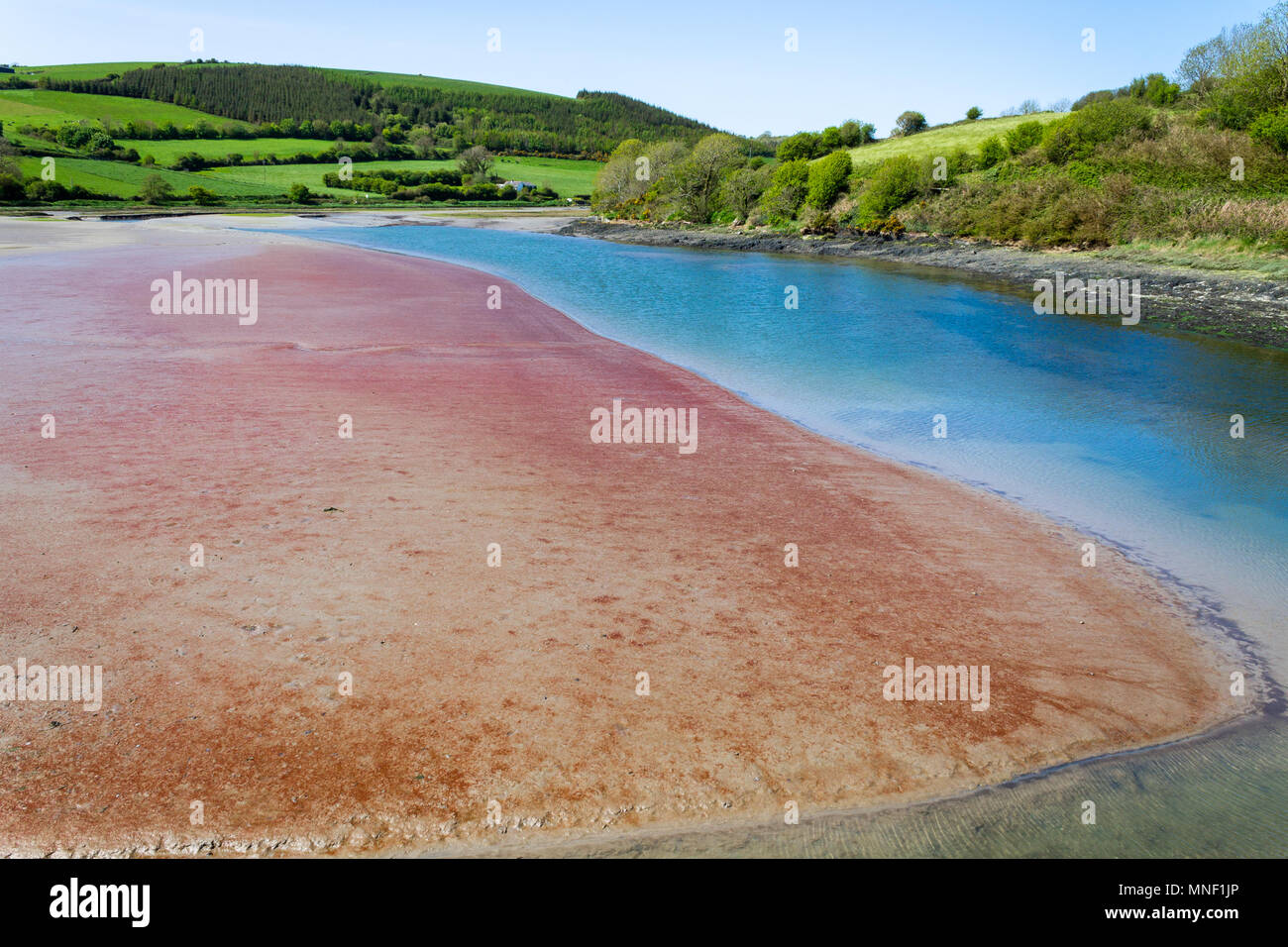 pink sand in a tidal creek created by red coloured algae growing in the sand, staining it red at low tide near timoleague, ireland, Stock Photo