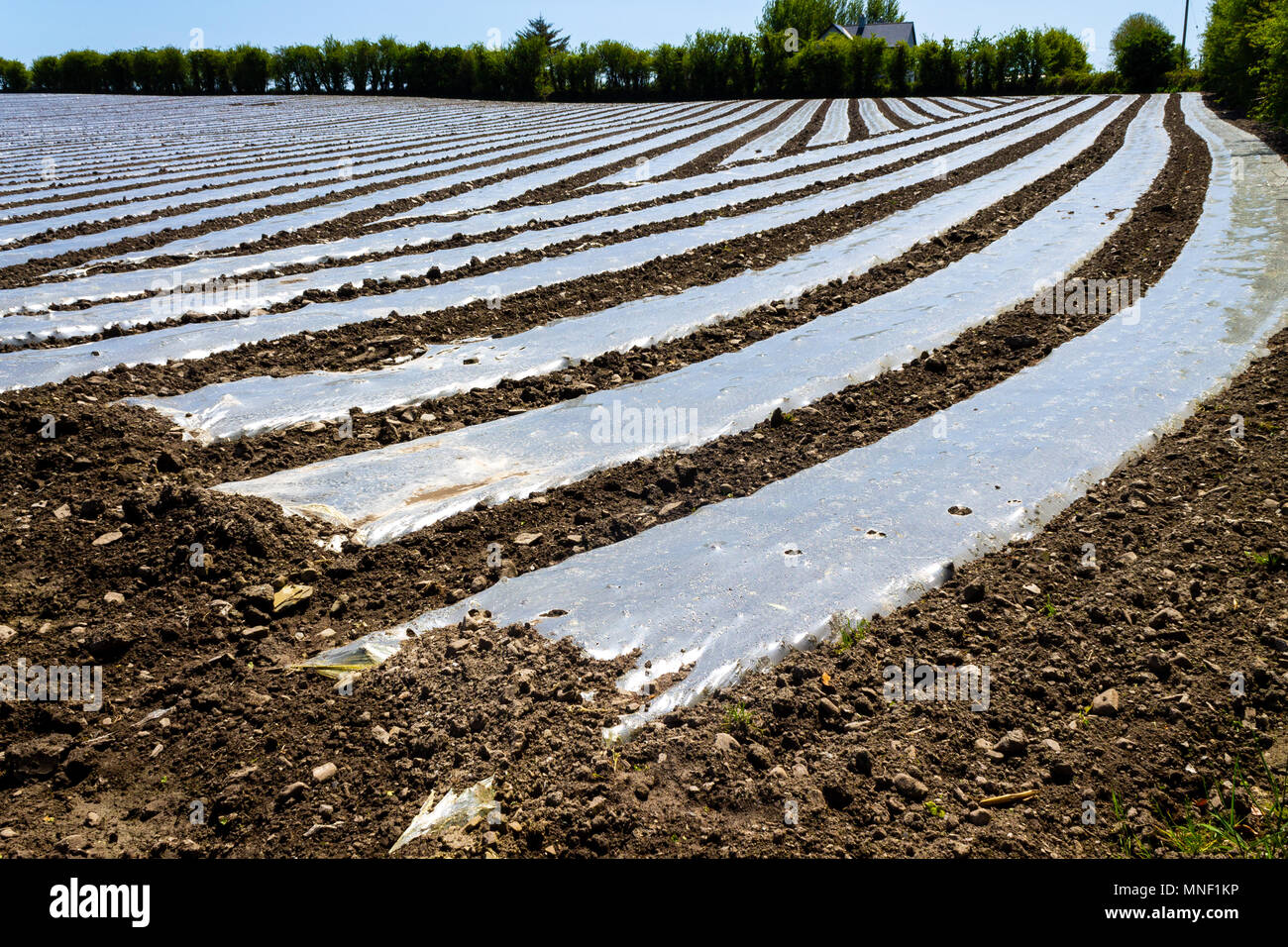 biodegradable plastic sheeting strips covering the ground to warm it and act as frost protection for the maize crop on a farm in ireland Stock Photo