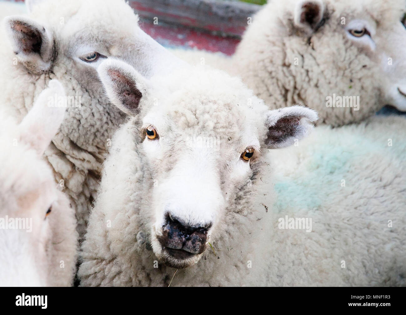 Sheepish look hires stock photography and images Alamy