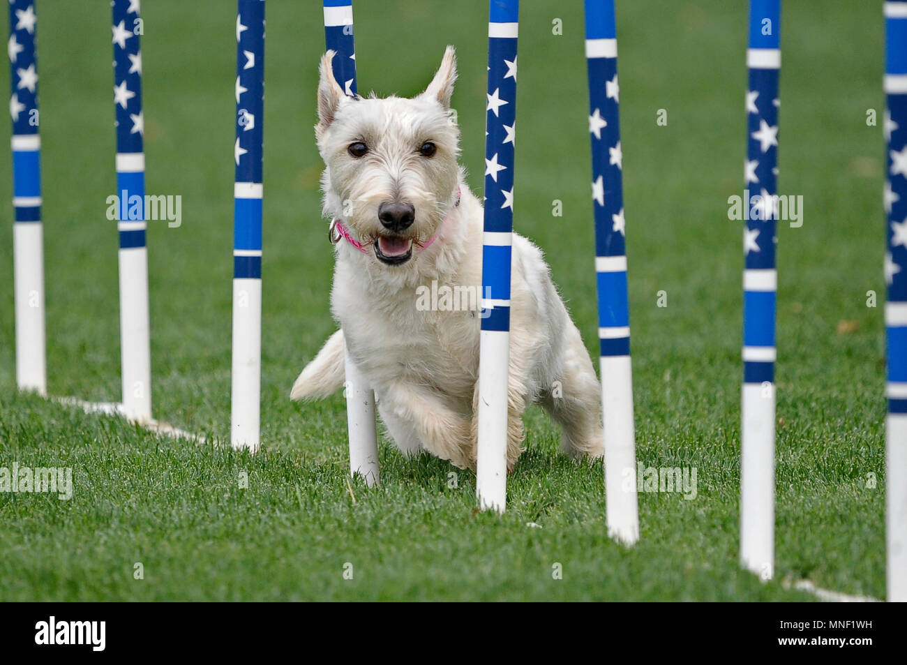 An All American dog weaving thru stars and stripes weave poles in an AKC agility trial. Stock Photo