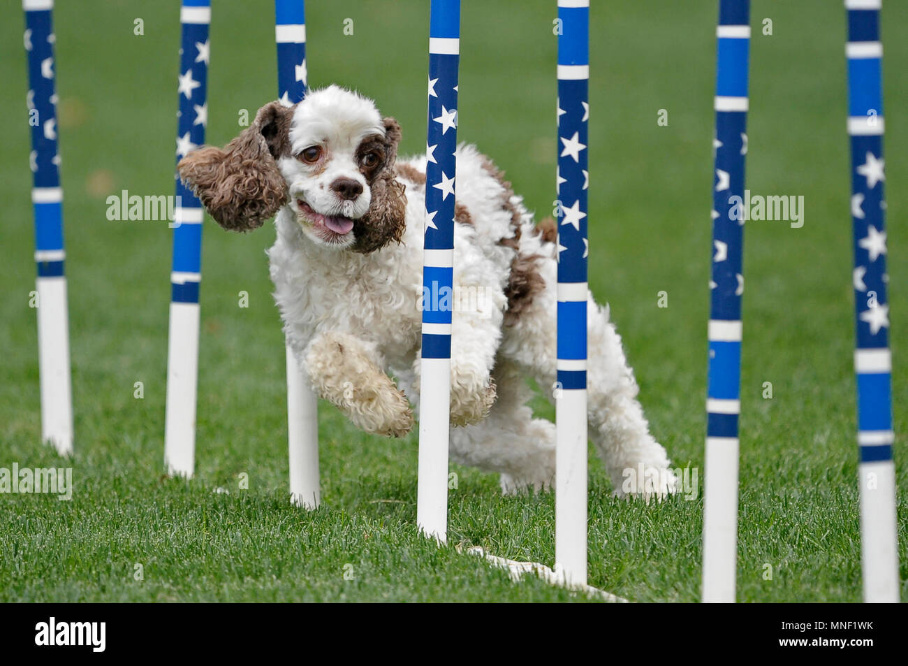 An American Cocker Spaniel weaving thru stars and stripes weave poles in an AKC agility trial. Stock Photo