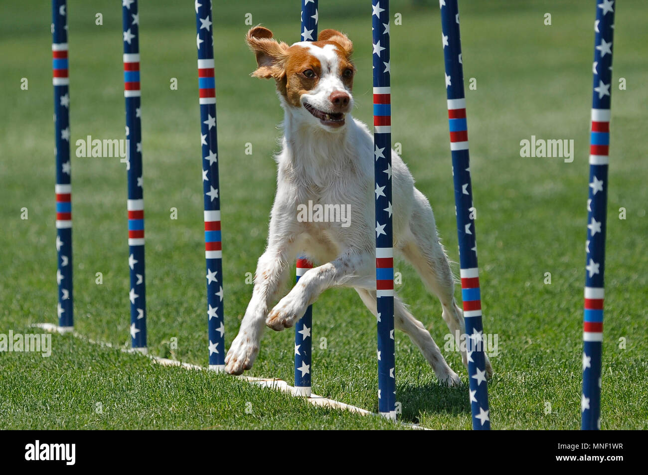 Brittany Spaniel weaving through weave poles in an AKC agility trial. Stock Photo