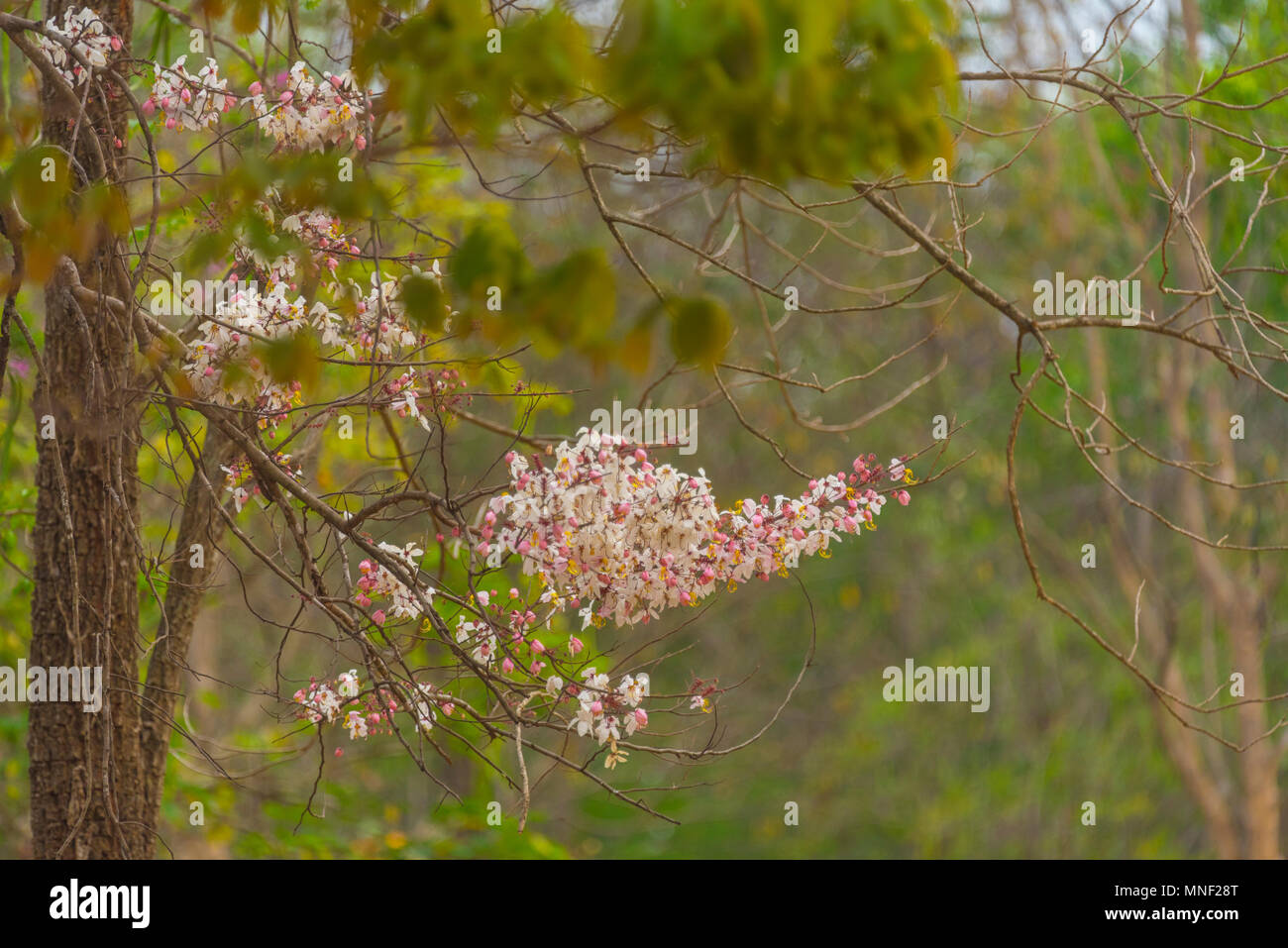 colorful flower on tropical tree in Thailand, natural scene in Asia ...