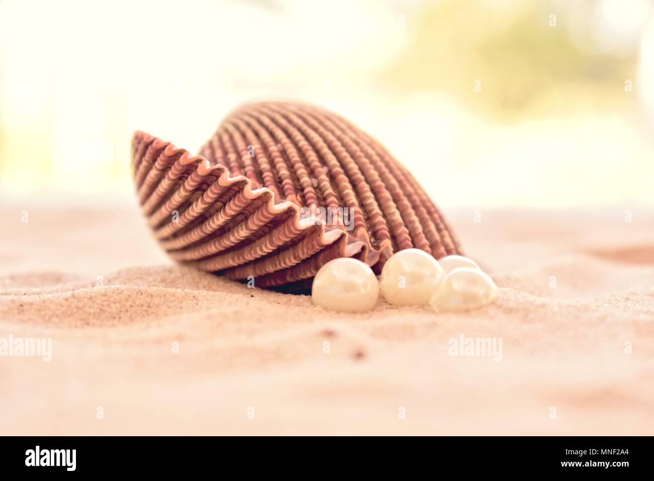 Cockle shell with pearls on a sandy beach Stock Photo