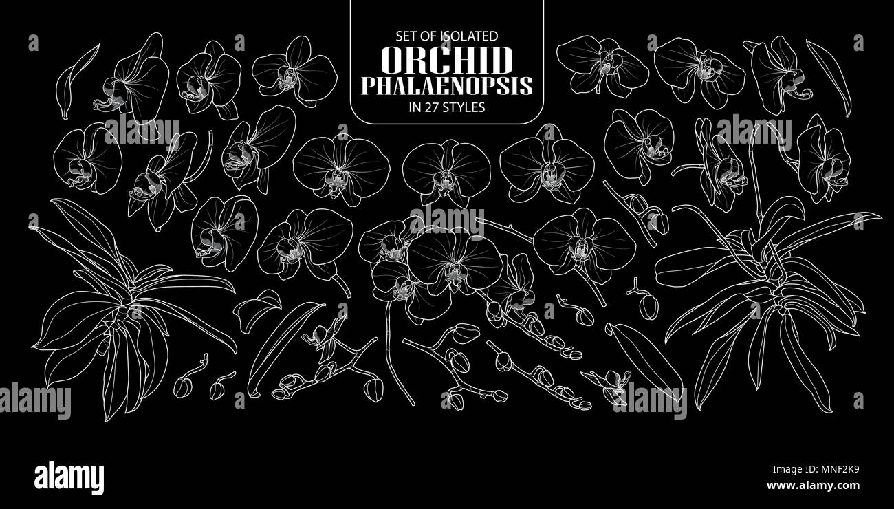 Set of isolated orchid, Phalaenopsis in 27 styles. Cute hand drawn flower vector illustration only white outline on black background. Stock Vector