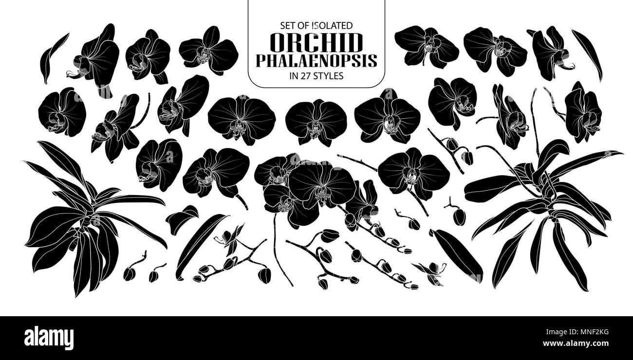 Set of isolated silhouette orchid, Phalaenopsis in 27 styles. Cute hand drawn flower vector illustration in white outline and black plane on white bac Stock Vector