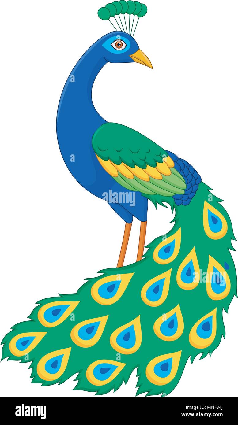 Cartoon funny peacock Stock Vector Image & Art - Alamy Cartoon funny peacock Stock Vector Image & Art - Alamy