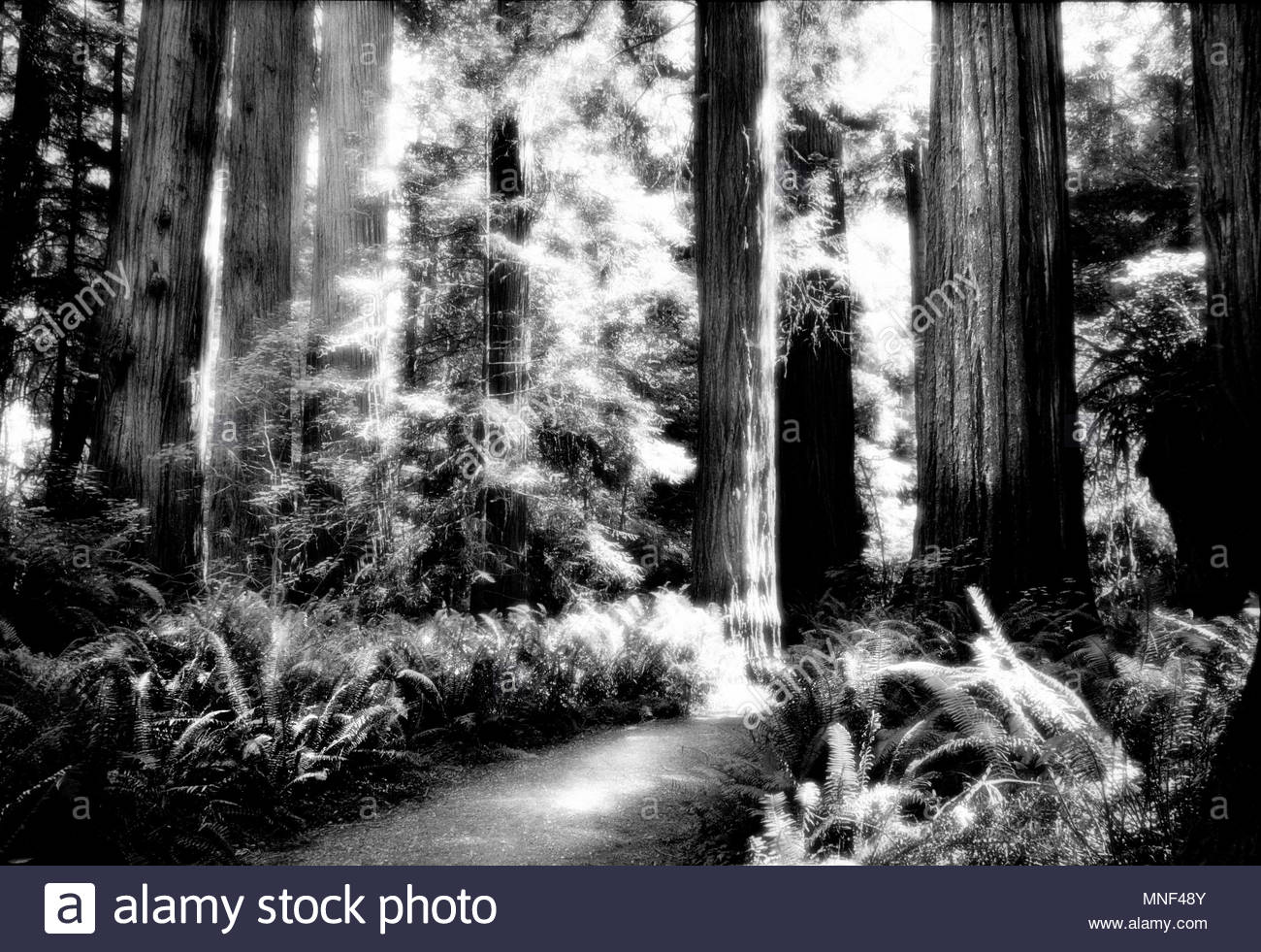 Woods Black And White Stock Photos & Woods Black And White Stock Images ...