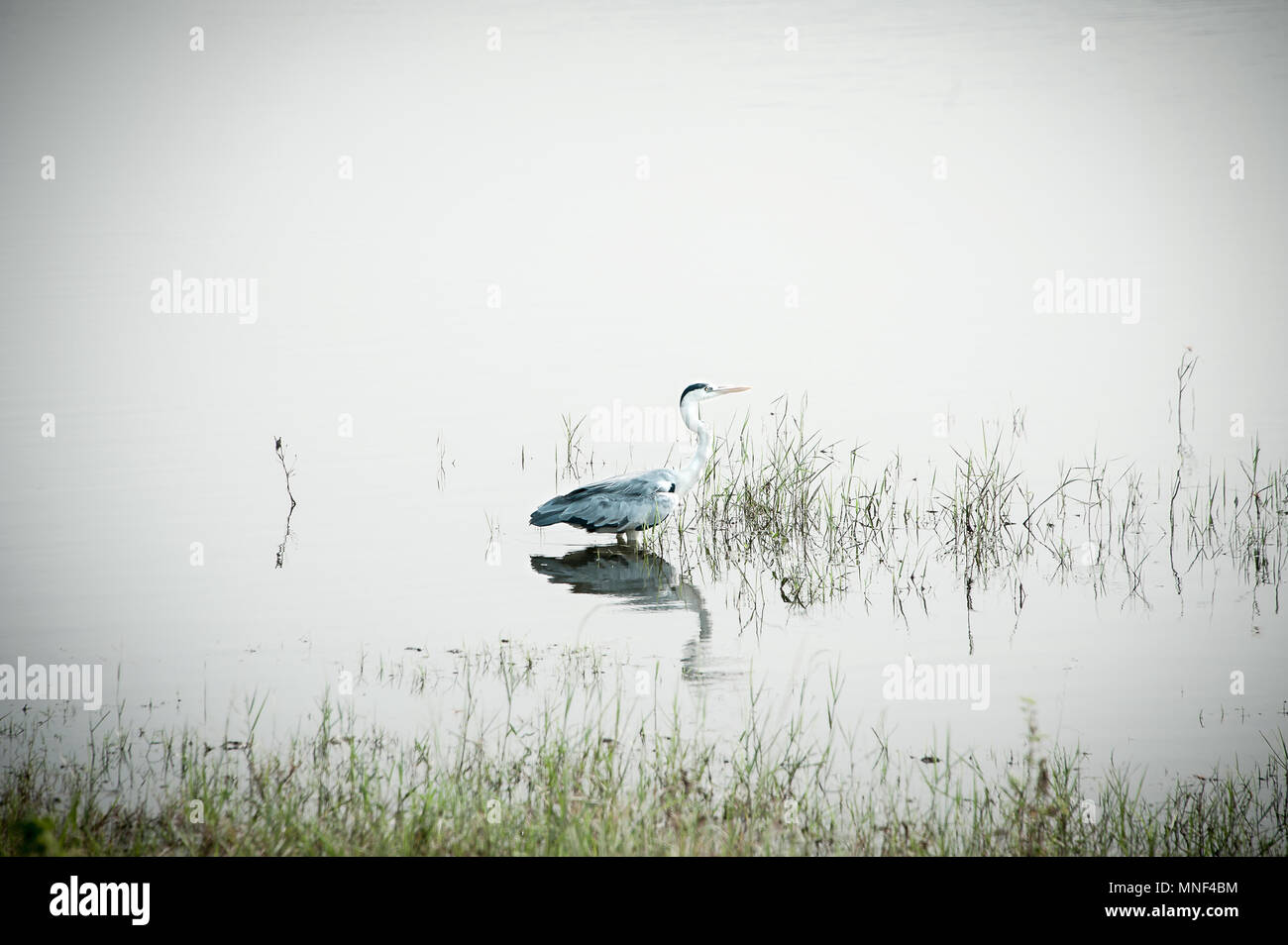 Watery mirror hi-res stock photography and images - Alamy