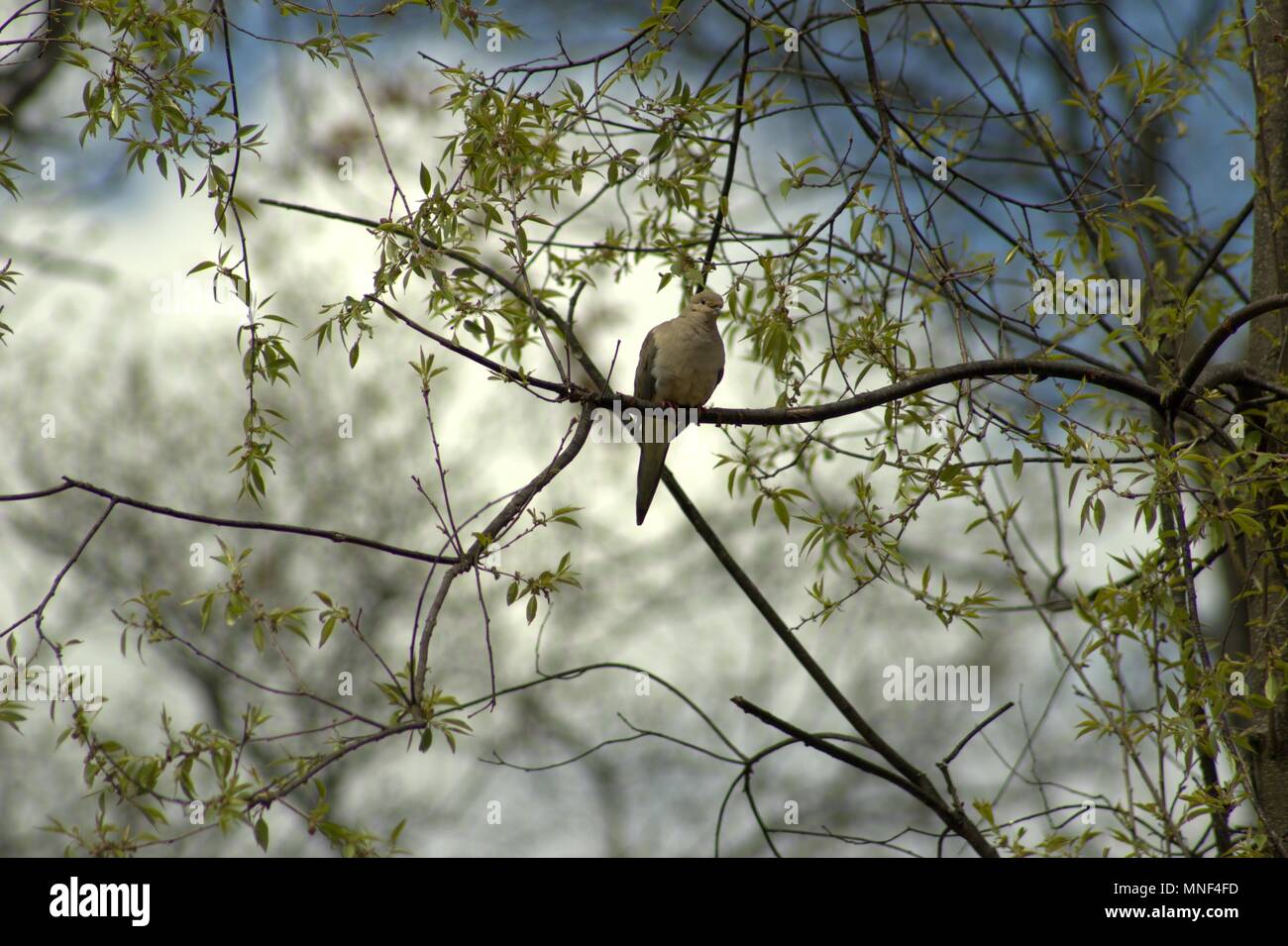 Mourning Dove Sitting In A Spring Tree Branch Stock Photo Alamy Mourning Dove Sitting In A Spring Tree Branch Stock Photo Alamy