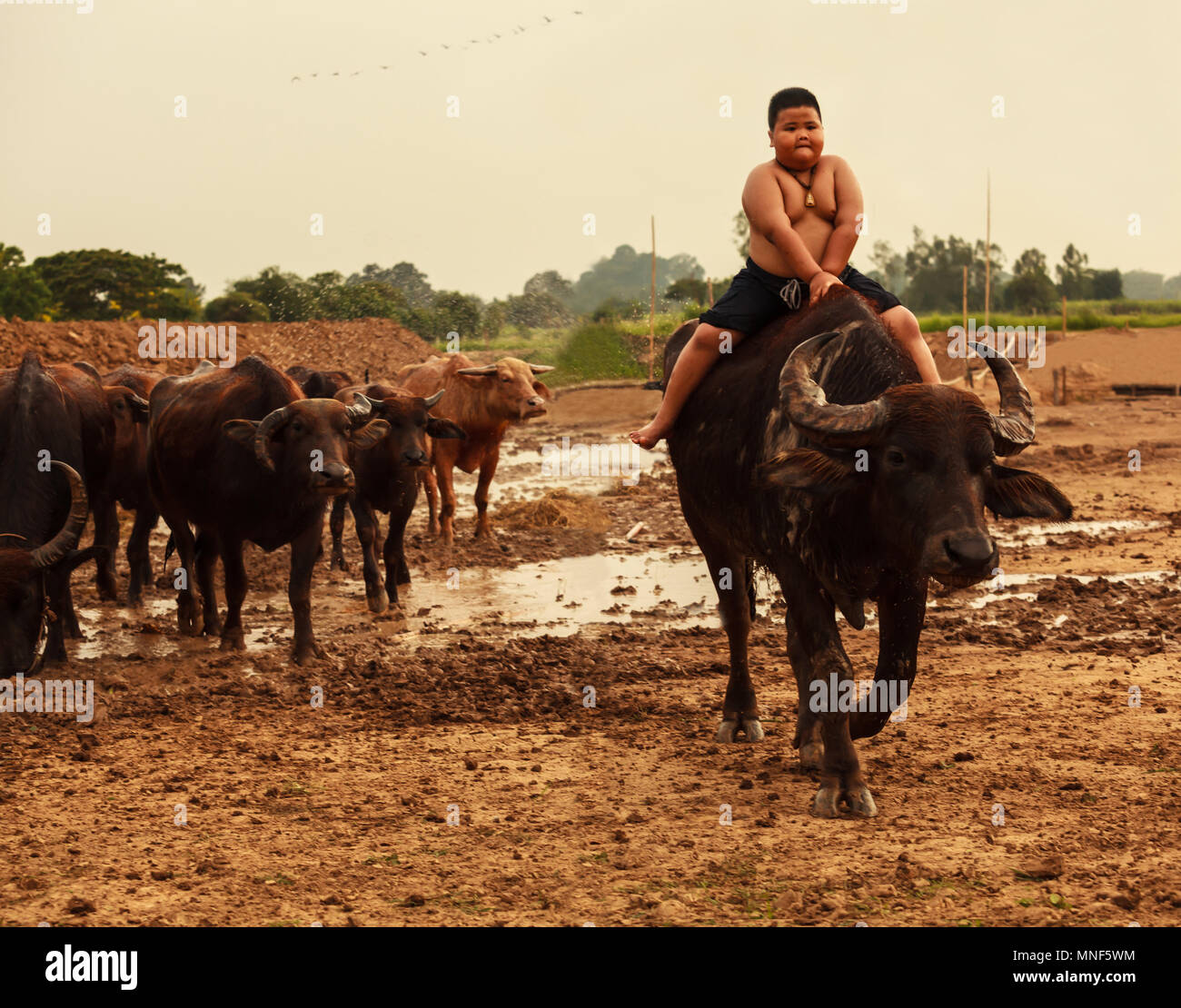 Thailand Rural Traditional Scene, Thai farmer shepherd boy is riding a ...